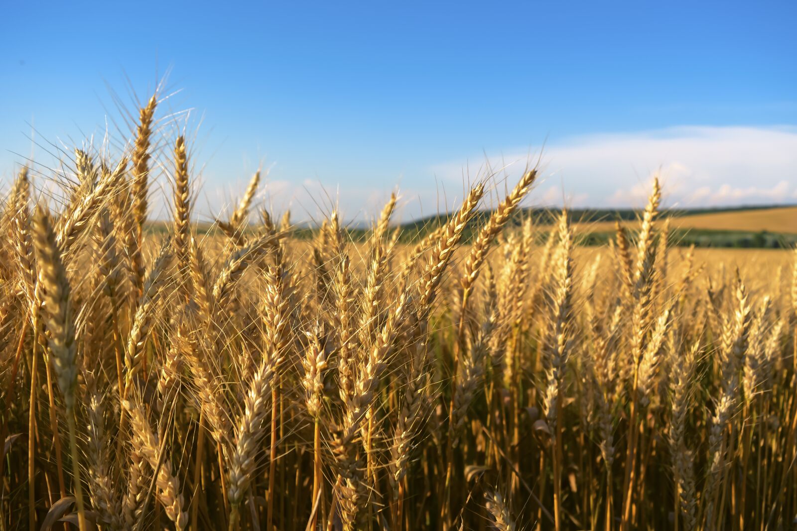 Nikon D5200 sample photo. Field, wheat, klosova photography