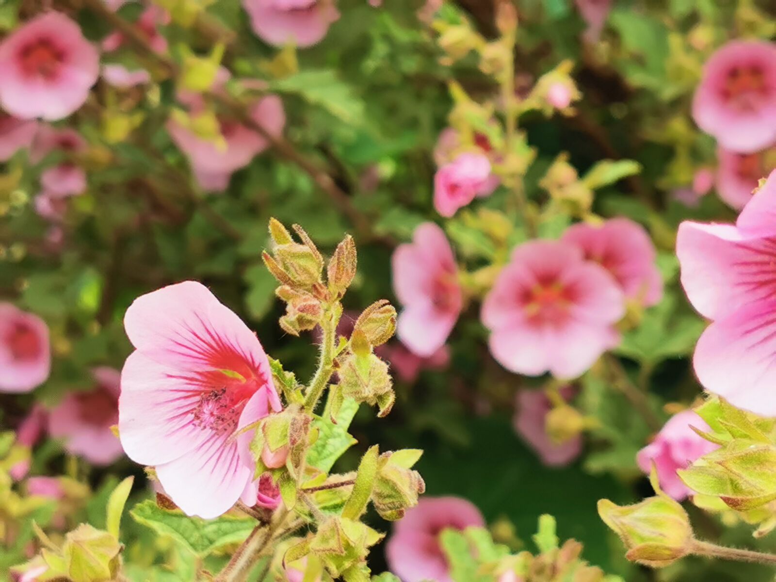 HUAWEI P30 Pro sample photo. Manuka, flower, new zealand photography