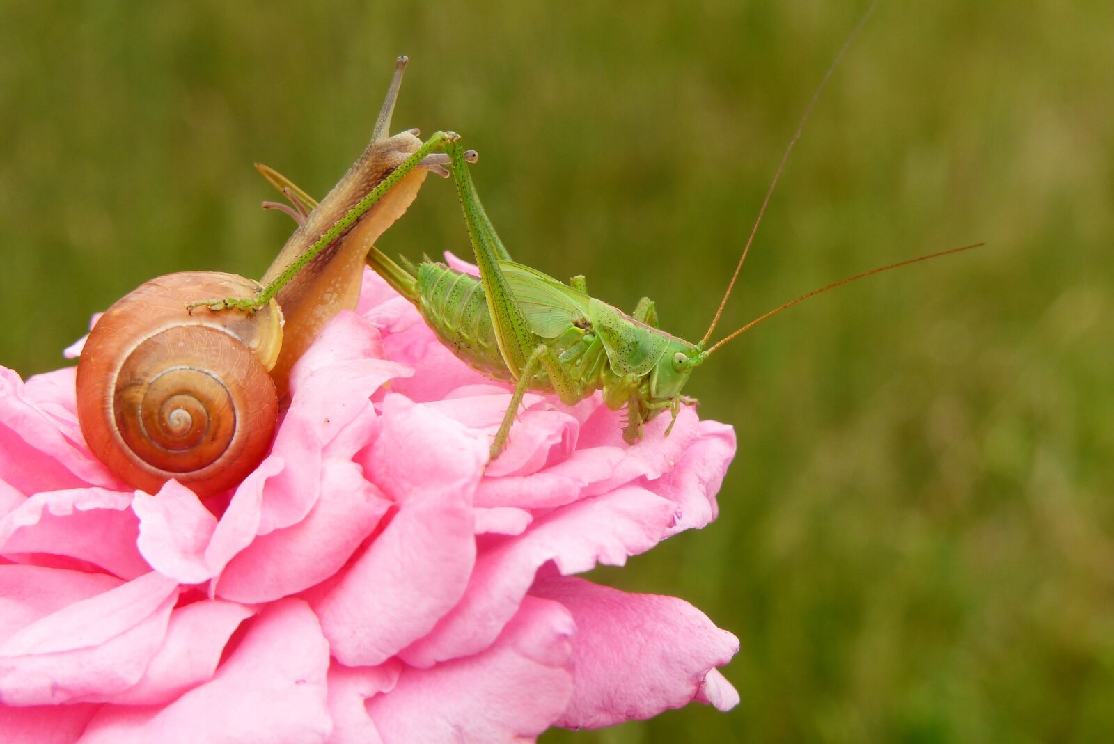 Panasonic Lumix DMC-FZ200 sample photo. Tettigonia viridissima, insect, molluscs photography