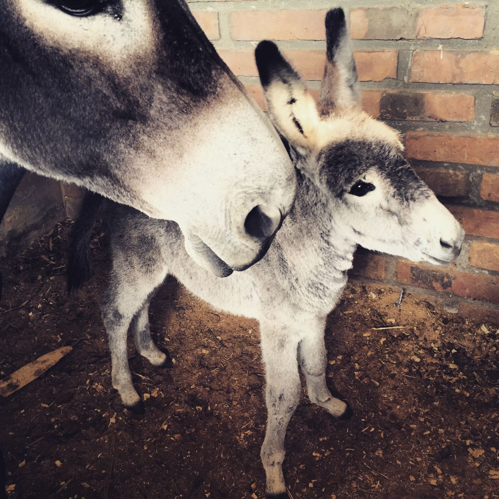 Apple iPhone 6 sample photo. Donkey, burrito, manger photography