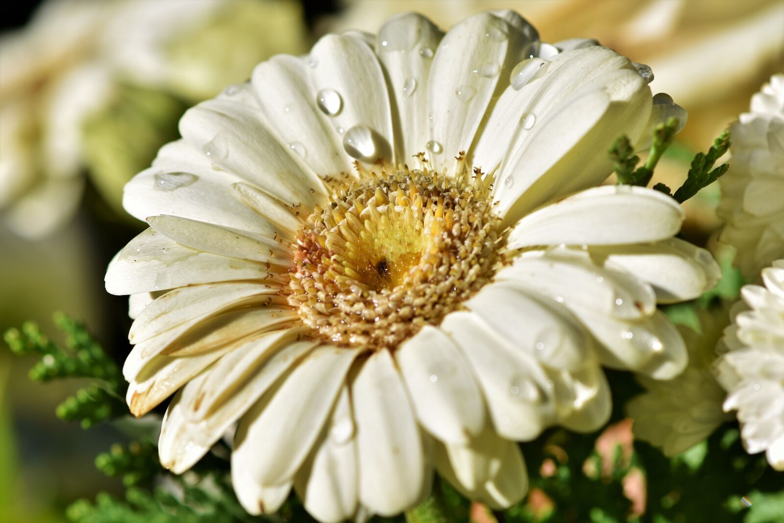 Nikon D7200 sample photo. Gerbera, flower, schnittblume photography
