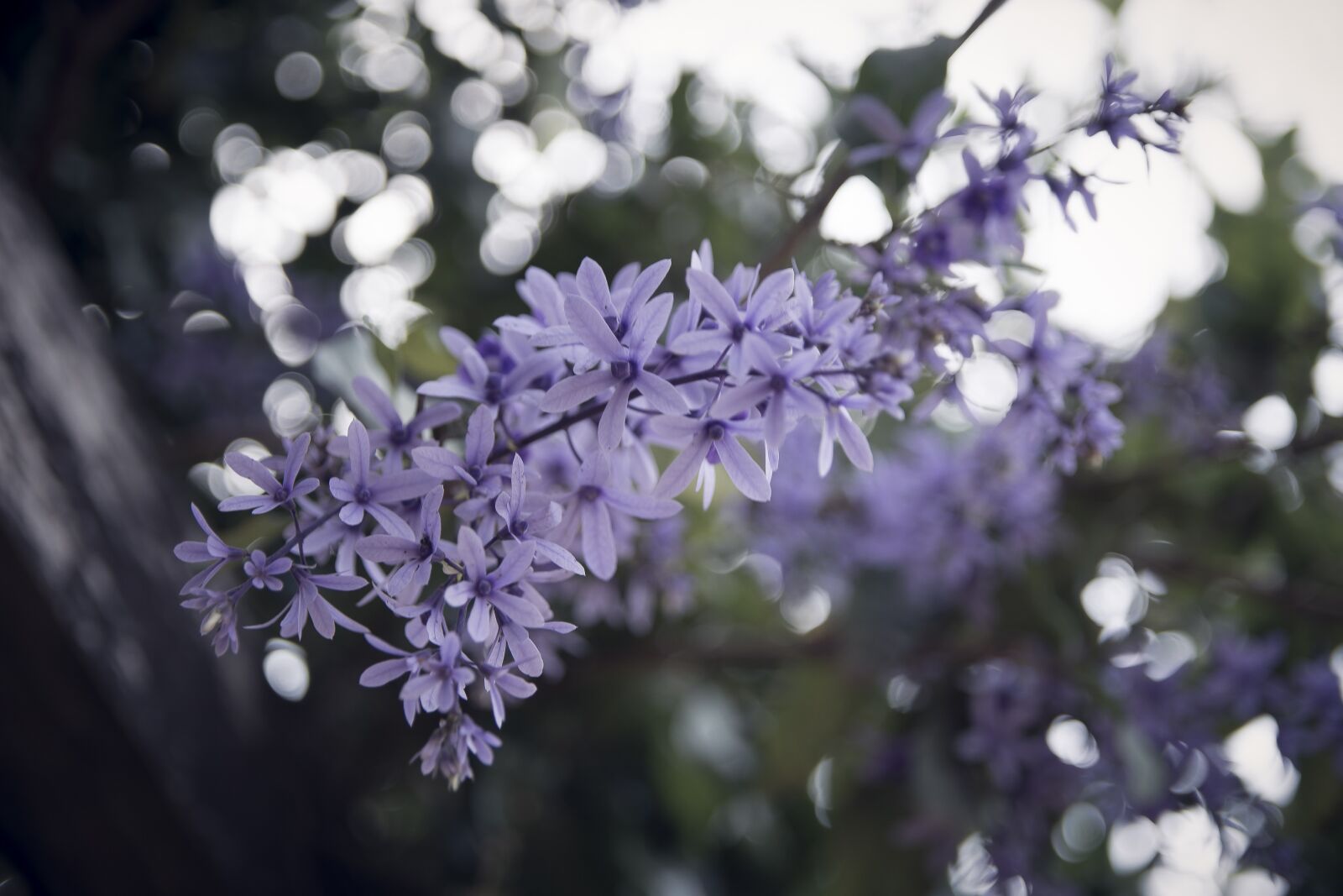 Nikon D7200 sample photo. Flowers, flower, vine photography