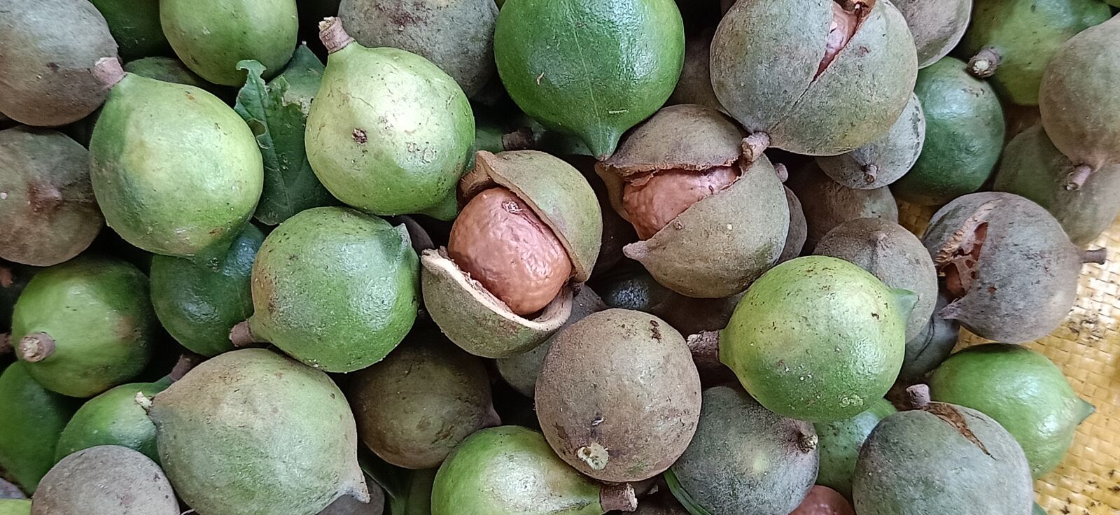 OPPO F11 sample photo. Macadamia, in, kenya photography