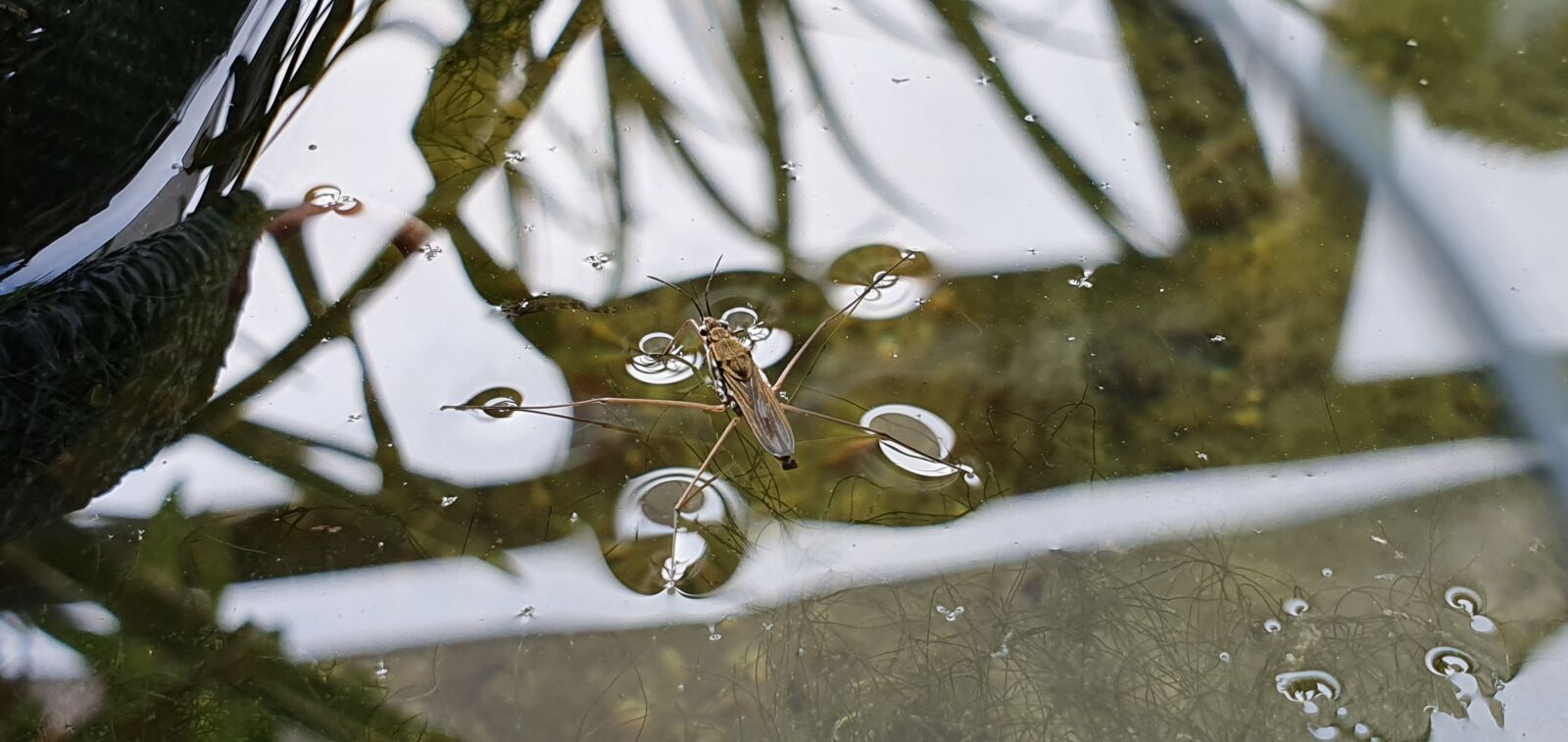 Samsung Galaxy S10 sample photo. Water striders, water flea photography