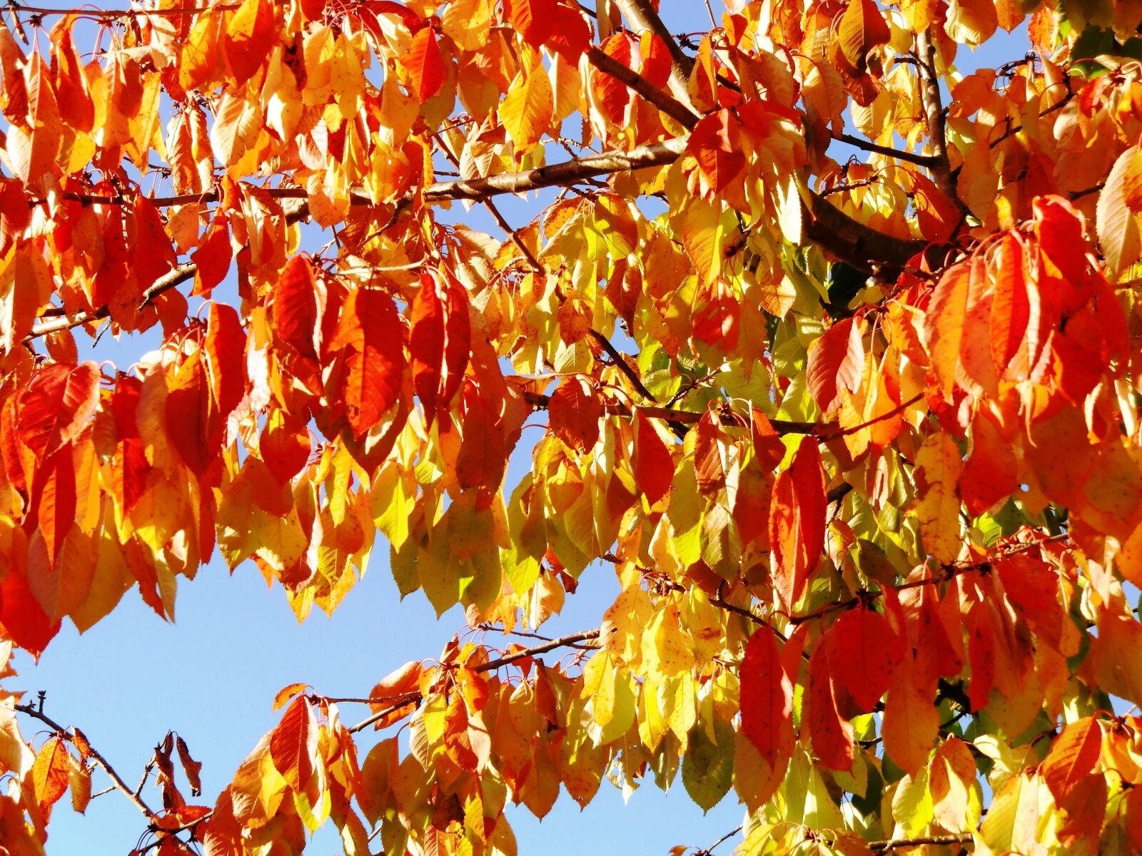 CASIO EX-H10 sample photo. Autumn, fall foliage, golden photography