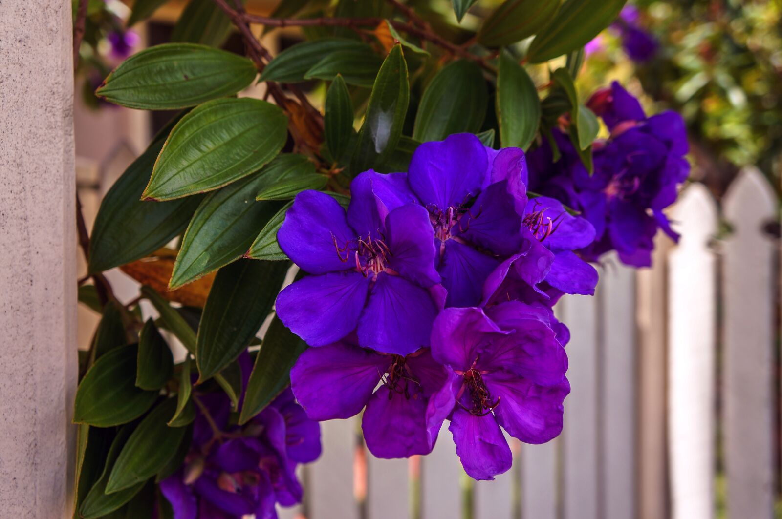 Sony Alpha NEX-5N sample photo. Flower, garden, plant photography