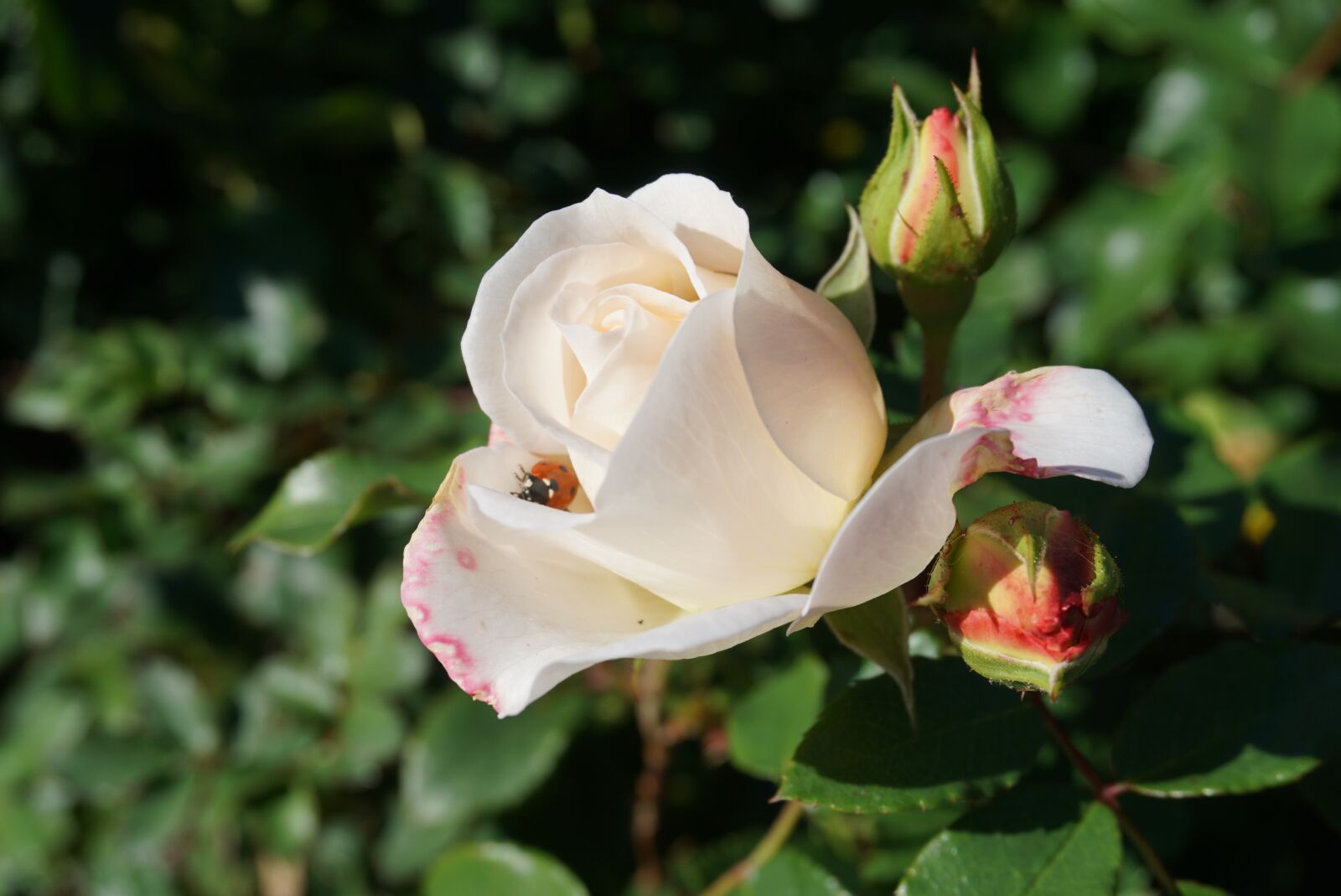 Sony a6000 sample photo. Rose, flower, rosenknopse photography