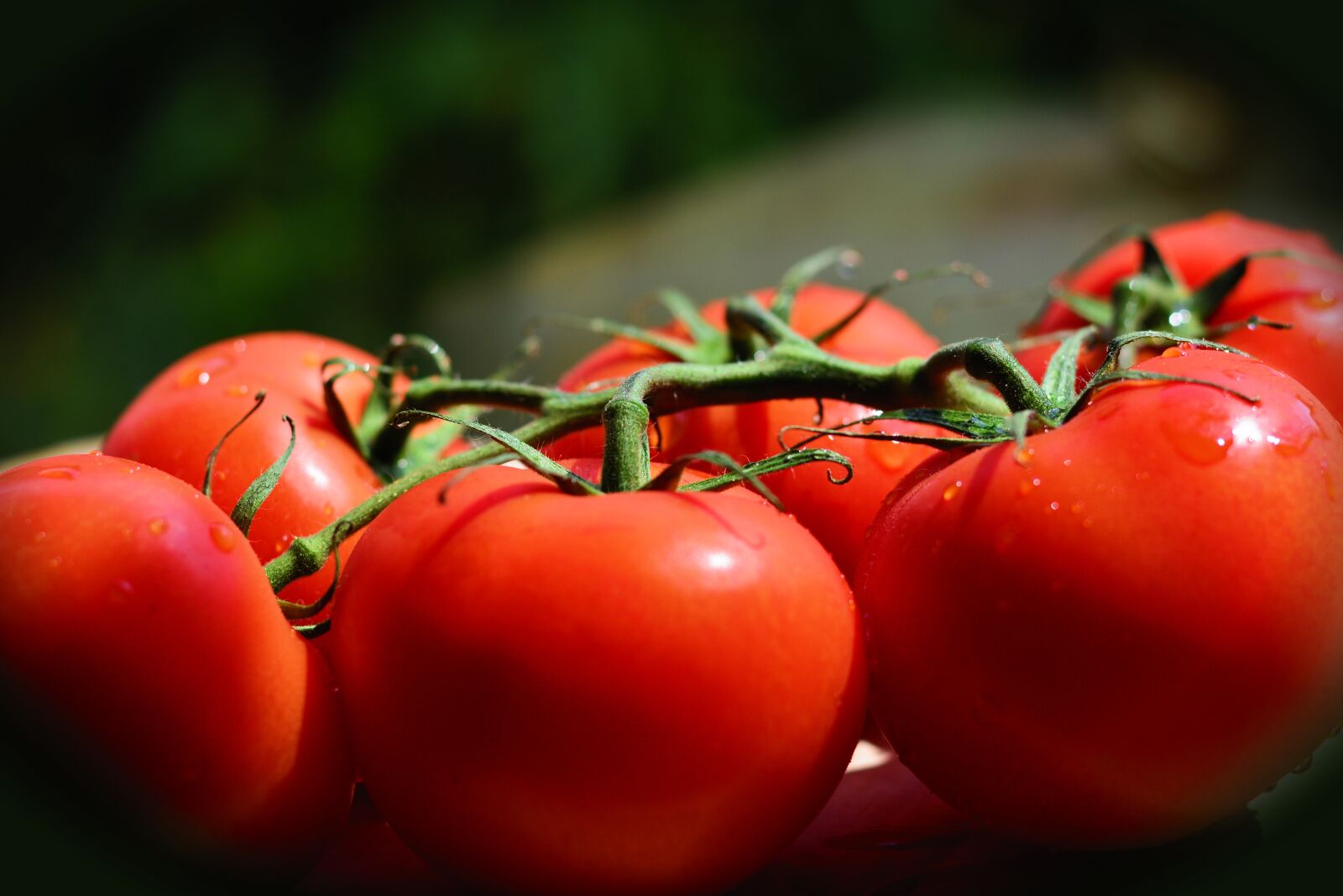 Nikon D5200 sample photo. Tomatoes, trusses, bush tomatoes photography