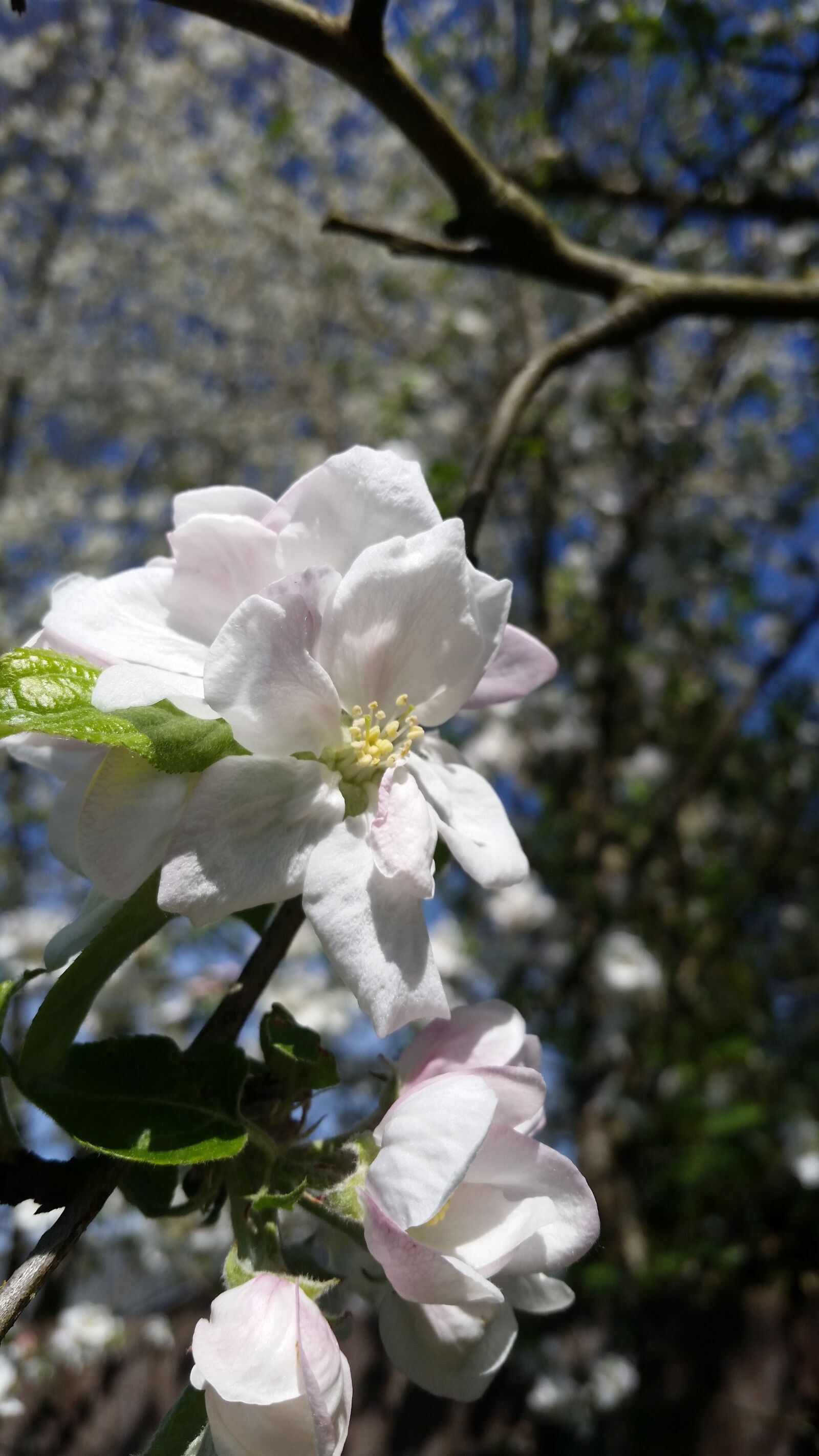 Samsung Galaxy S5 sample photo. Flower, tree, flora photography