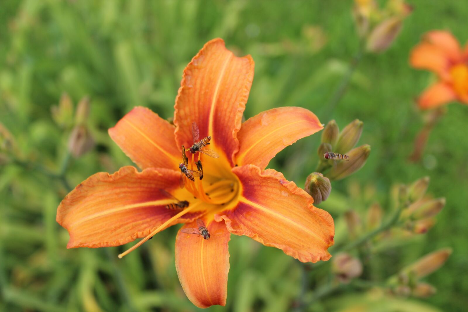 Canon EOS 600D (Rebel EOS T3i / EOS Kiss X5) sample photo. Lily, flower, insect photography
