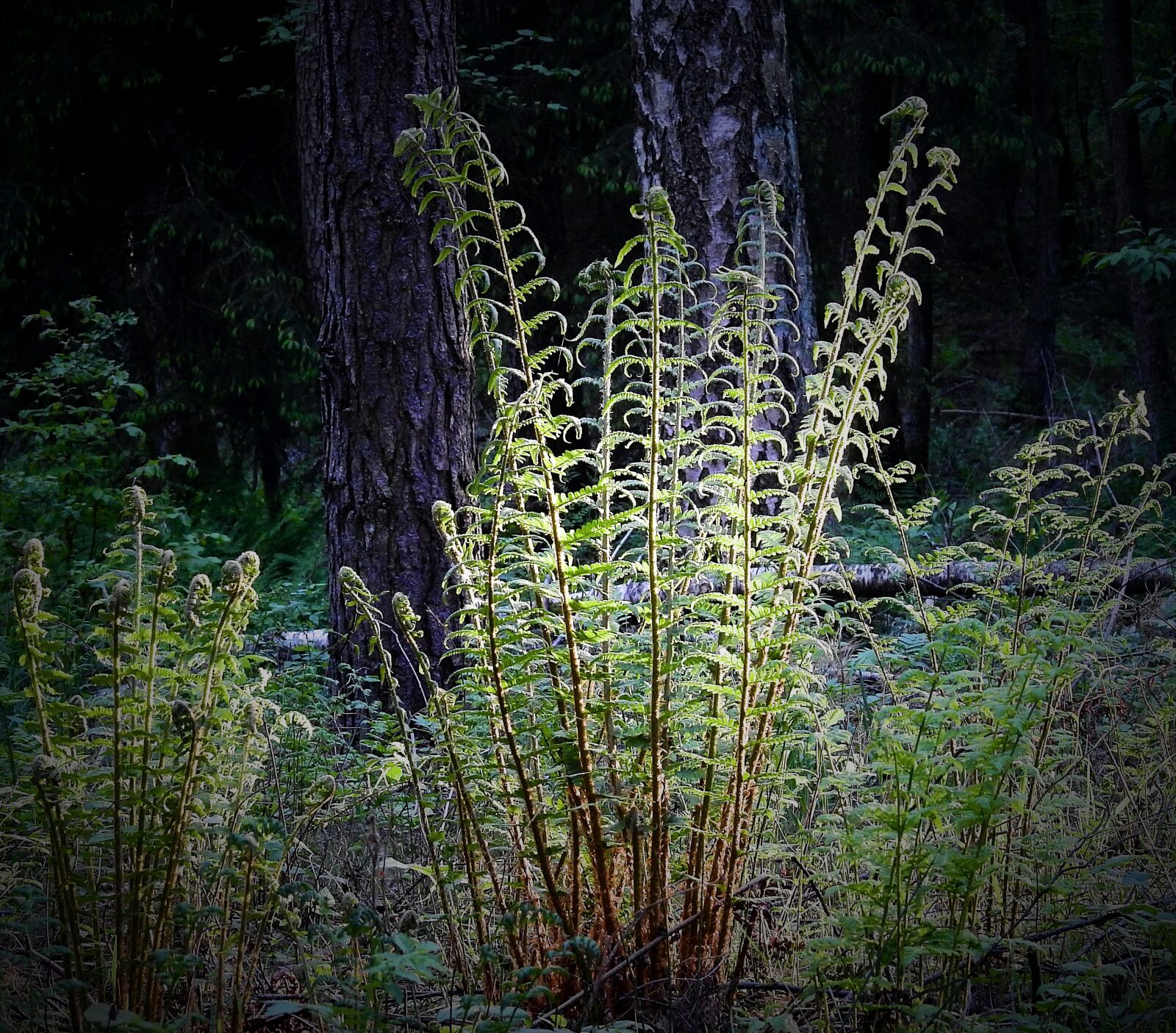 Nikon Coolpix P900 sample photo. Plant, nature, fern photography