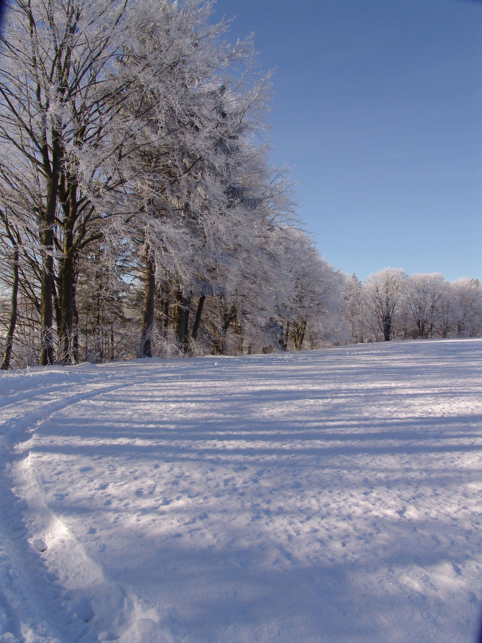 Sony DSC-F828 sample photo. Nature, winter trees, tree photography
