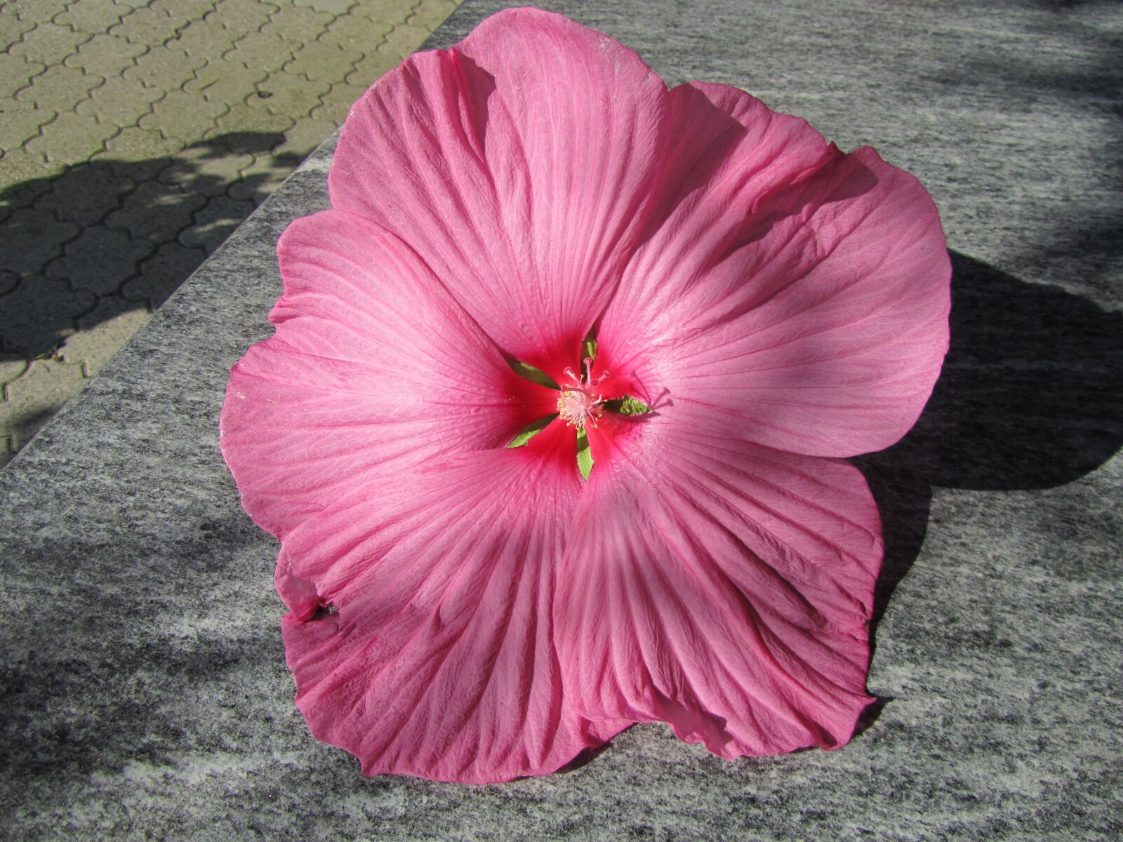 Canon PowerShot SX210 IS sample photo. Flower, pink, nature photography