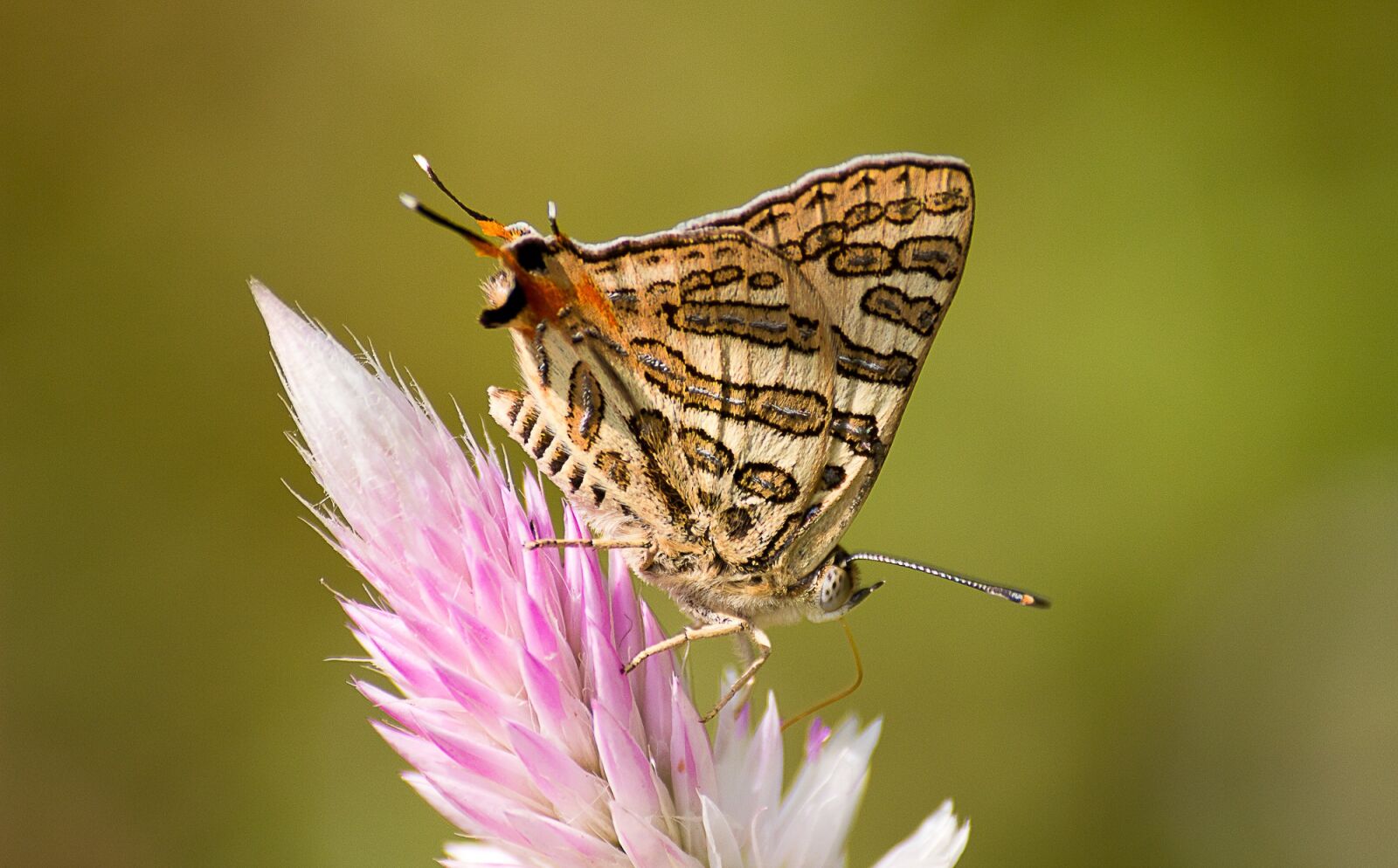 Canon EOS 600D (Rebel EOS T3i / EOS Kiss X5) sample photo. Nature, insect, butterfly photography
