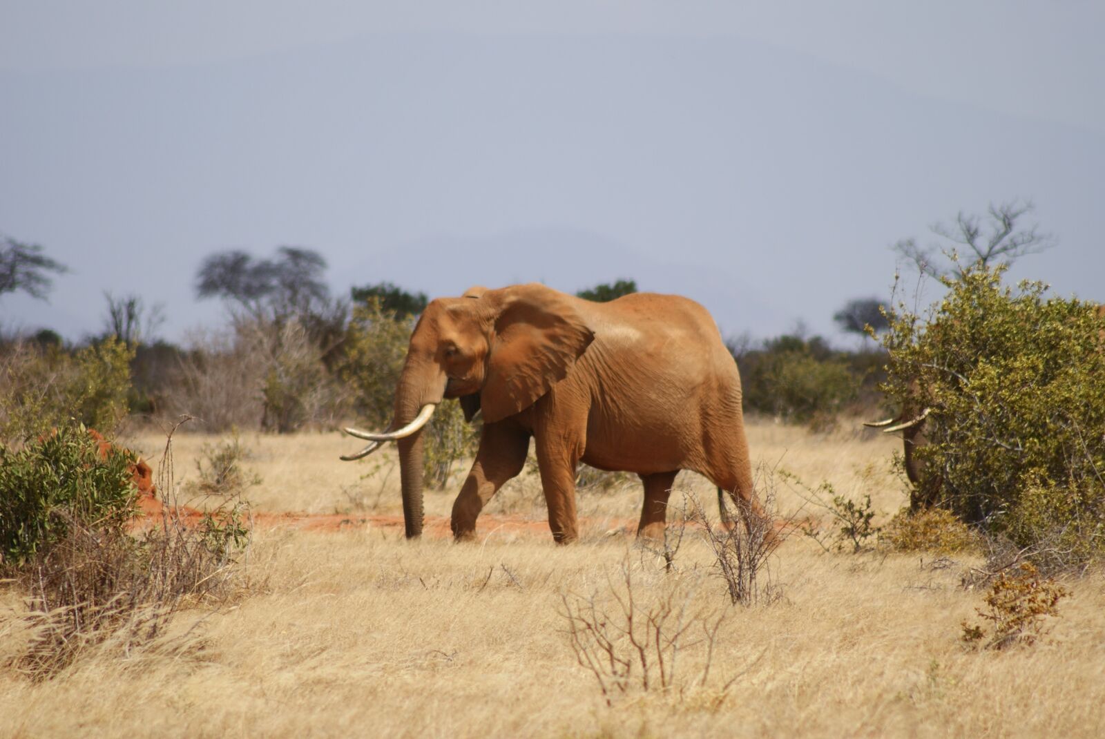 Sony Alpha DSLR-A200 sample photo. Mammal, animal, animal world photography