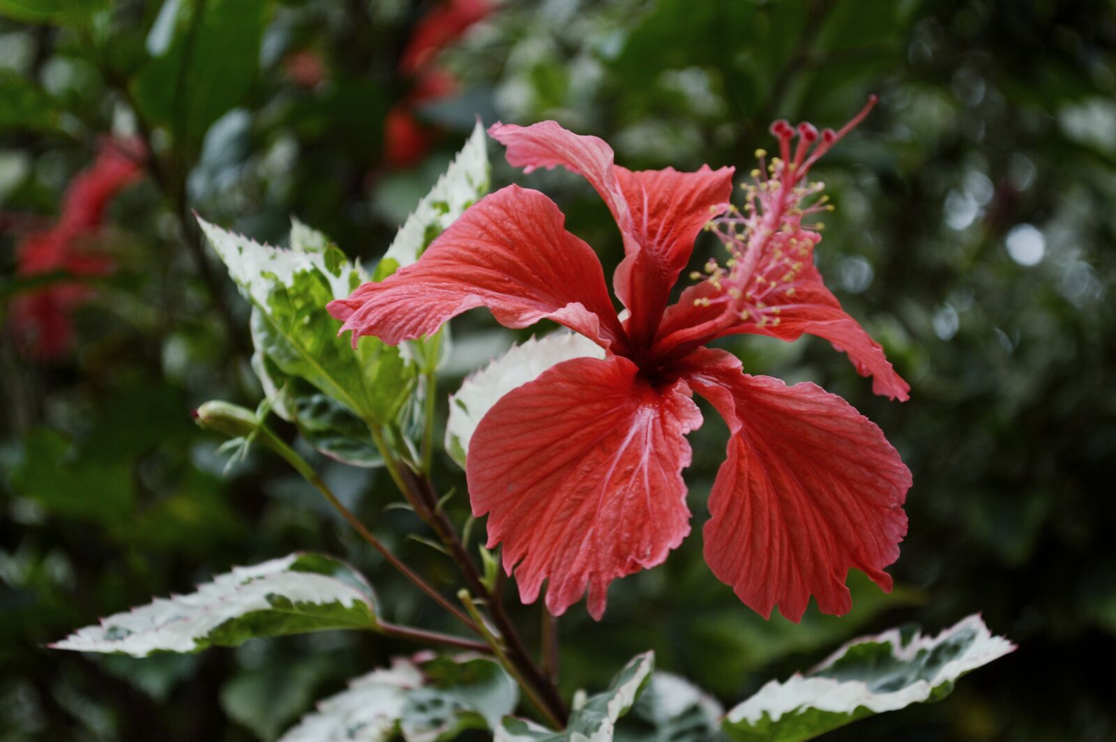 Nikon D3200 sample photo. Flower, nature, colors photography