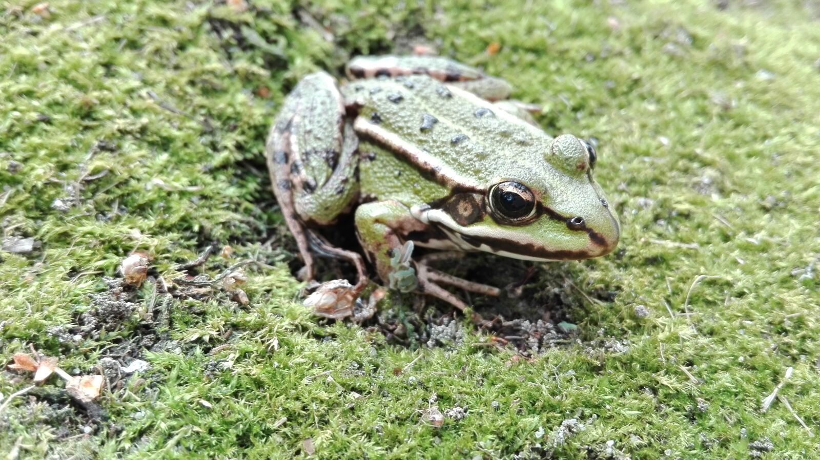 HUAWEI Cherry Mini sample photo. Frog, amphibian, nature photography