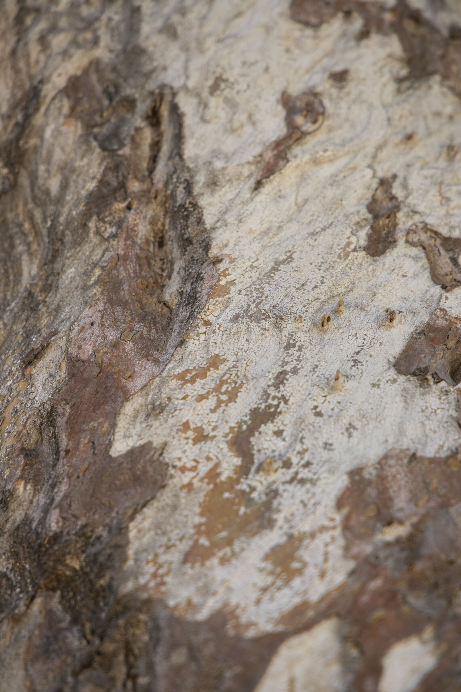 Canon RF 24-105mm F4L IS USM sample photo. Tree, texture, wood photography