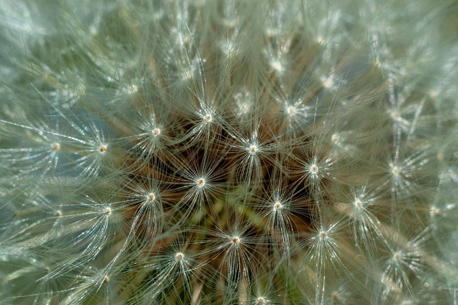 Nikon D70 sample photo. Dandelion, seeds, flower photography