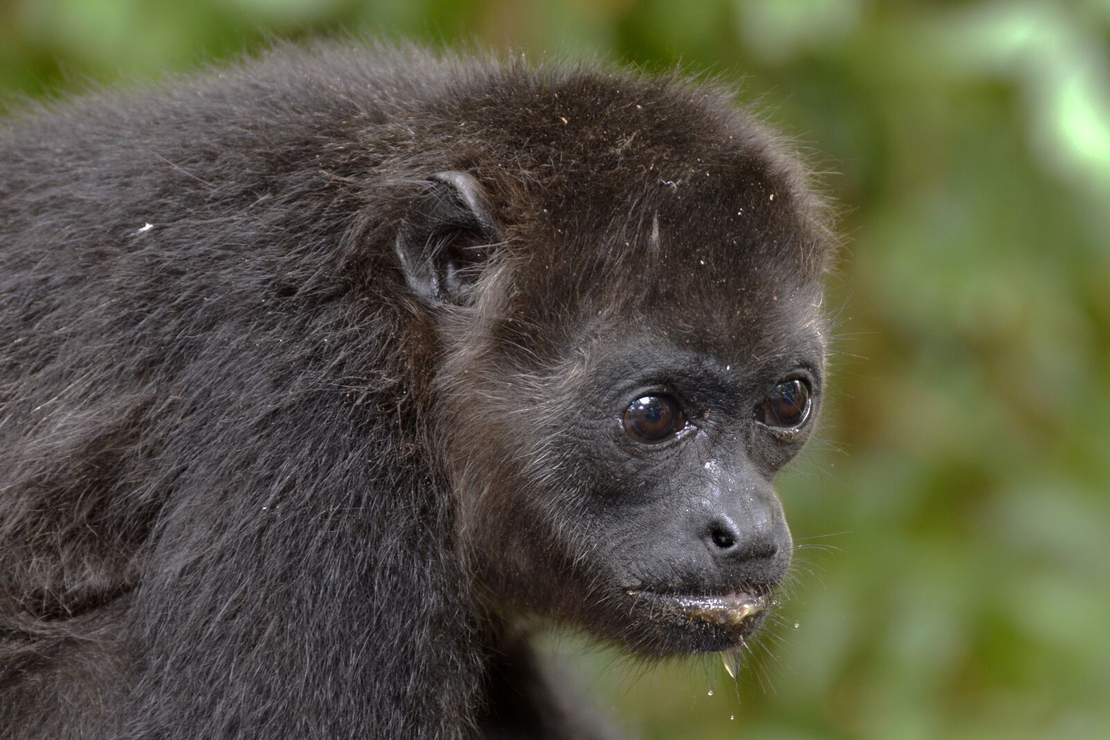 Nikon D7100 sample photo. Howler monkey, monkey, animal photography