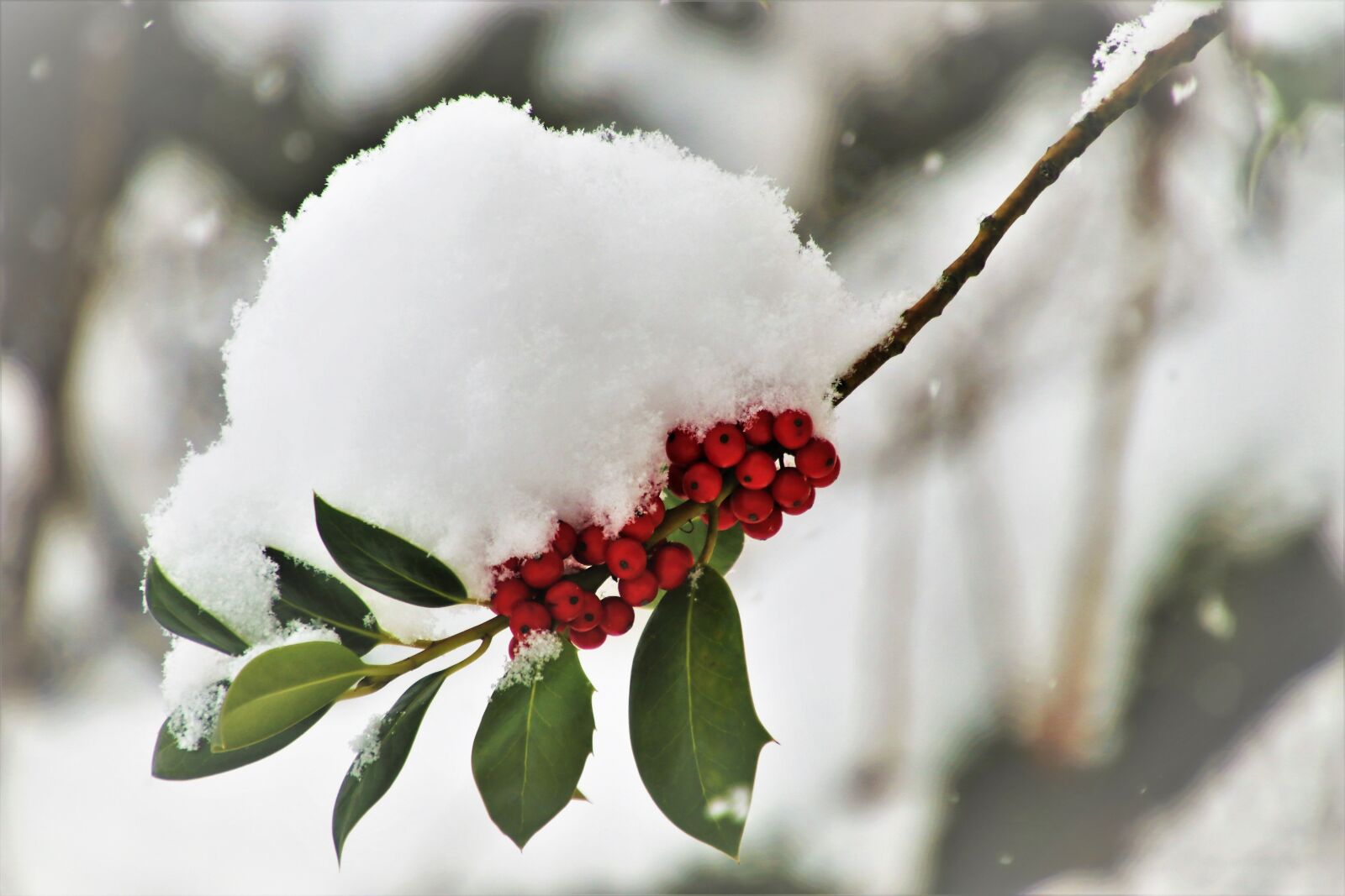 Canon EOS 80D sample photo. Winter, frost, sprig photography