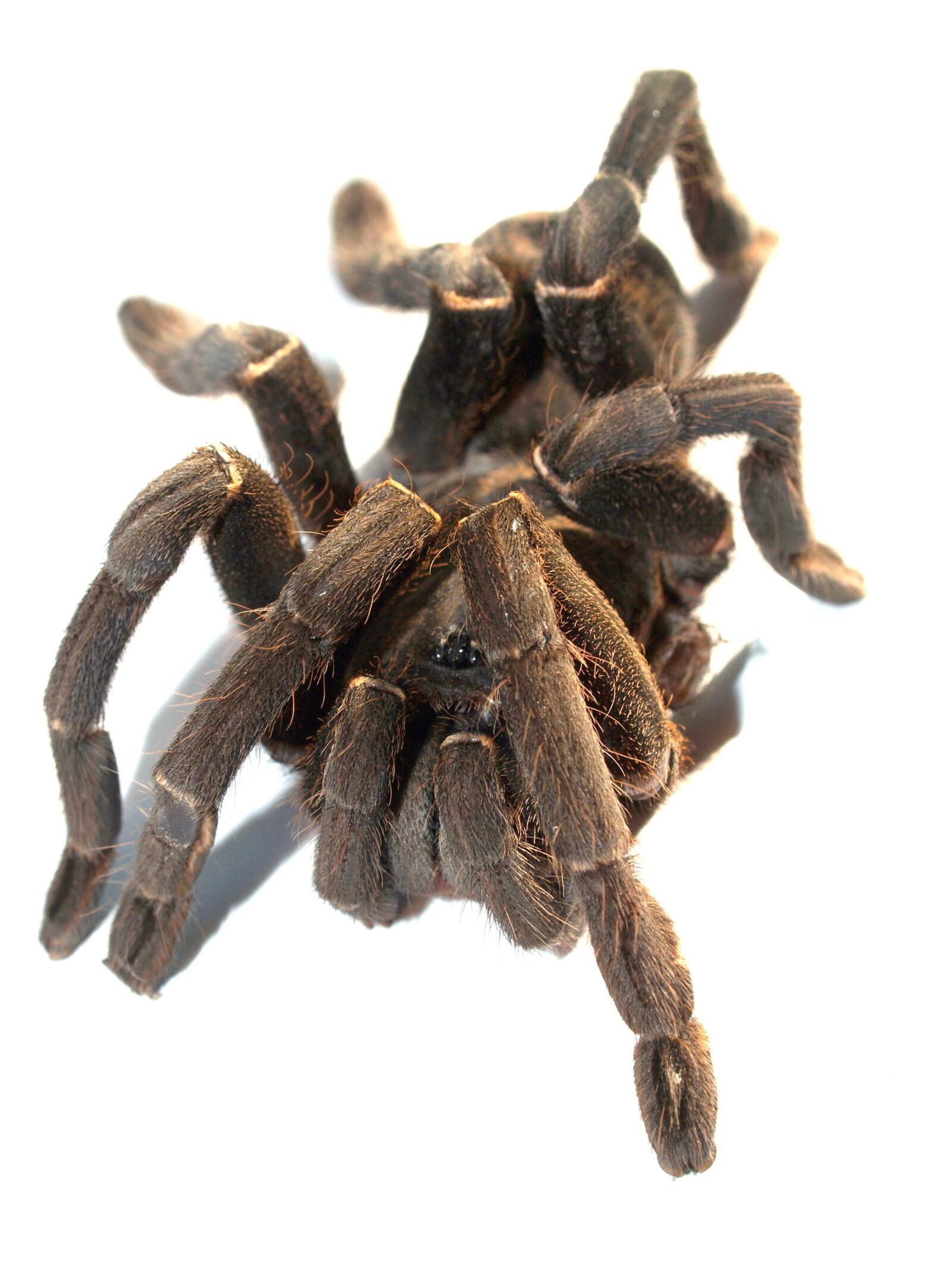 Olympus E-300 (EVOLT E-300) sample photo. Spider, tarantula, arthropod photography