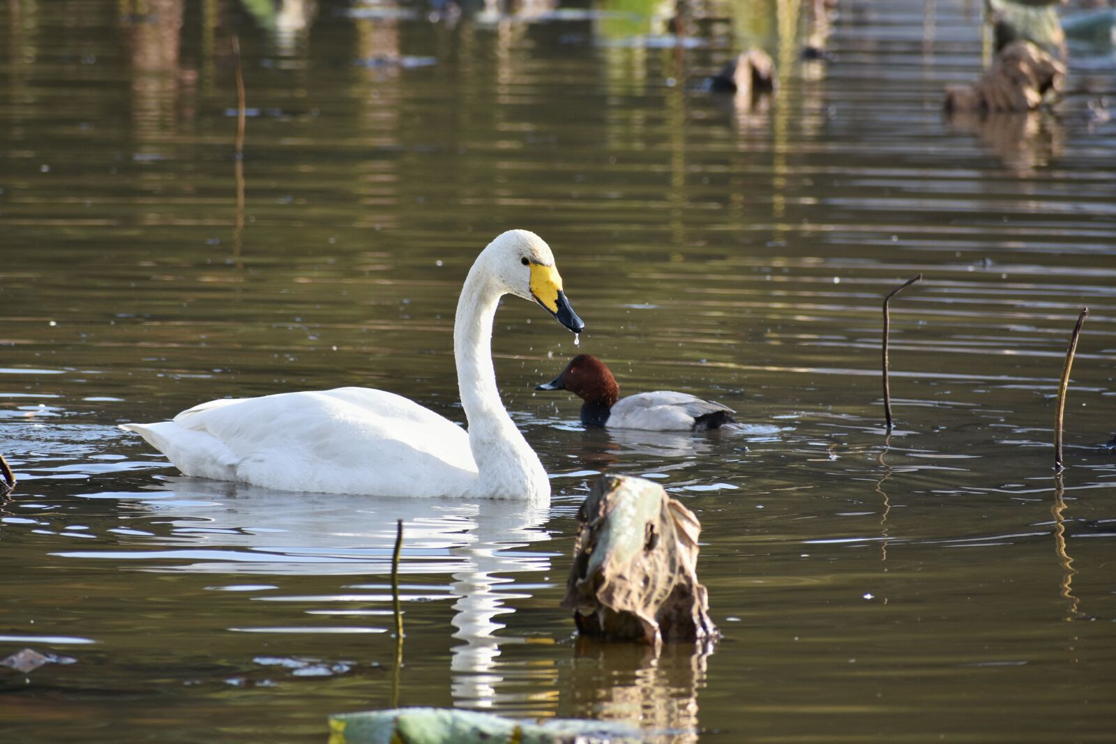 Nikon D7200 sample photo. Animal, lake, waterside photography