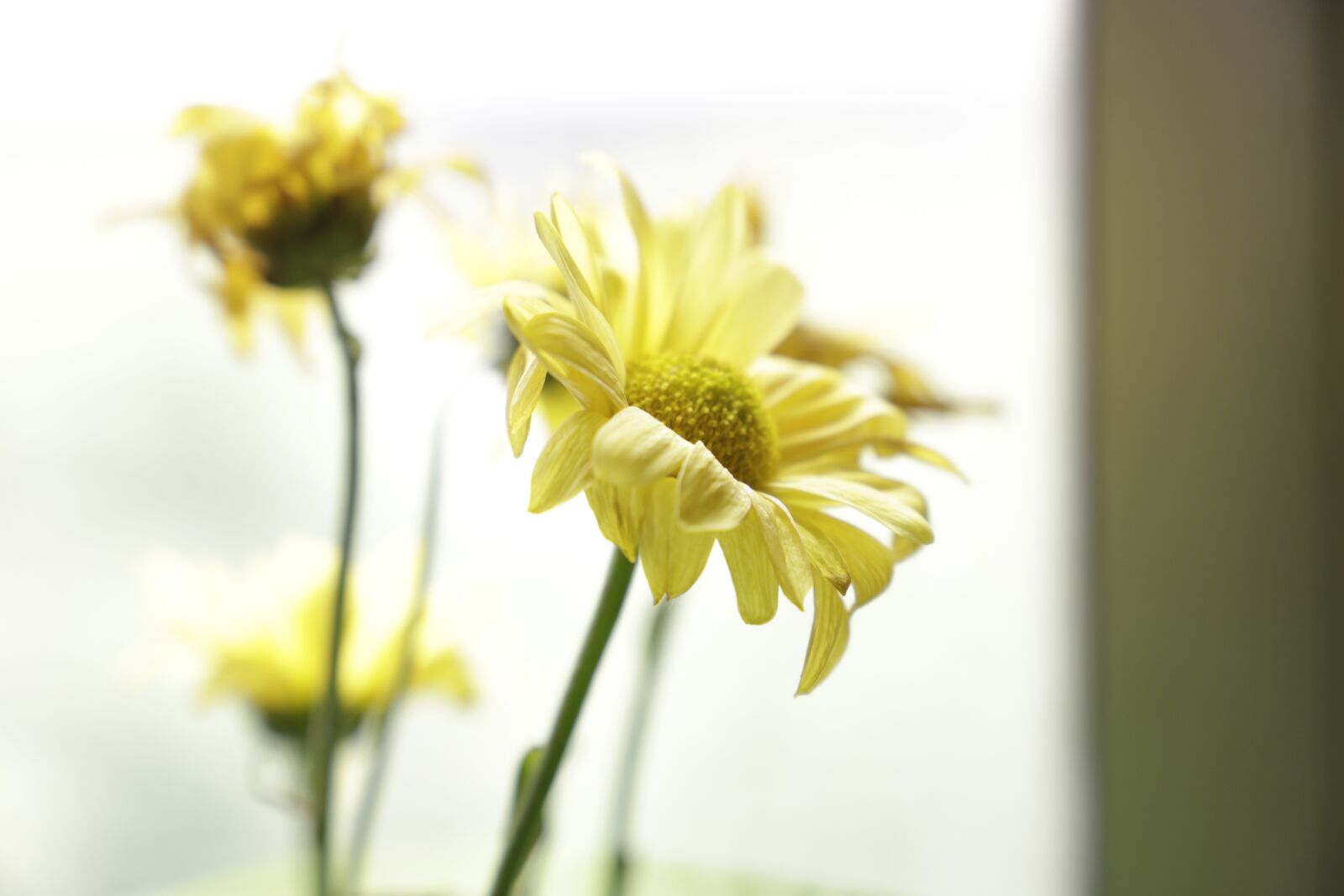 Canon EF 24-105mm F3.5-5.6 IS STM sample photo. Flowers, yellow flower, floral photography