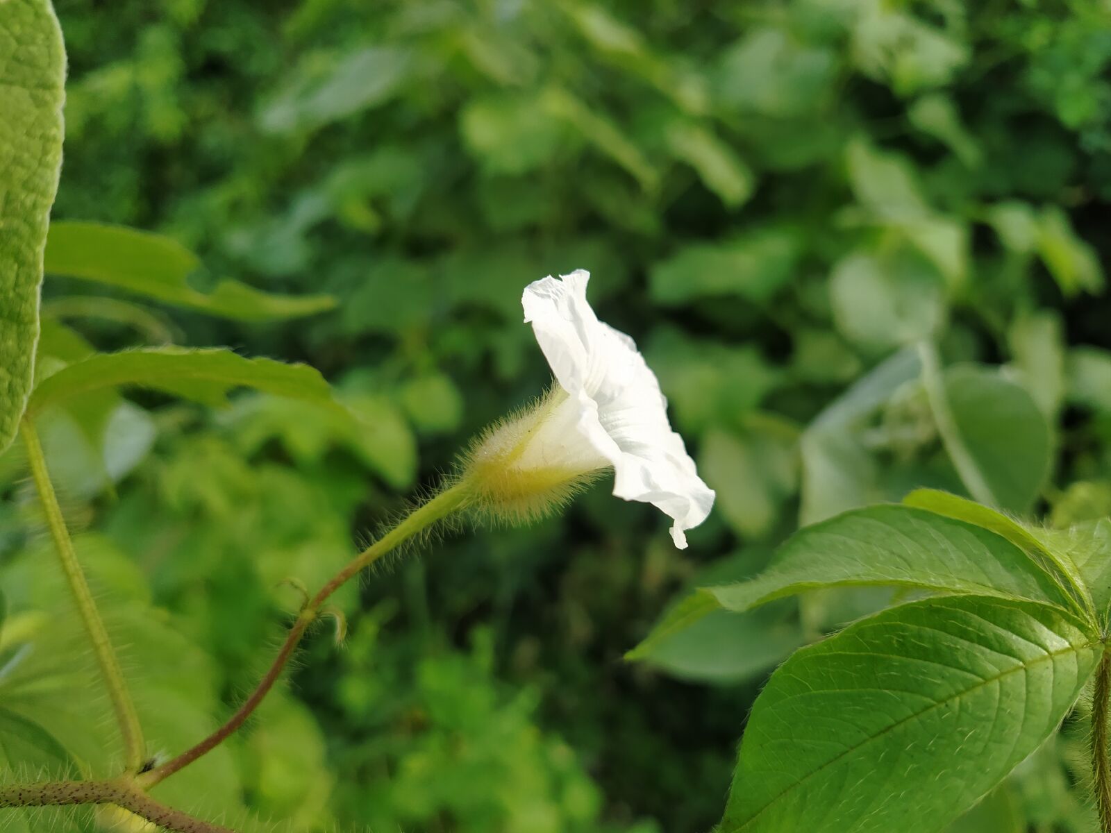 Xiaomi Mi A3 sample photo. White flowers, flowers hub photography
