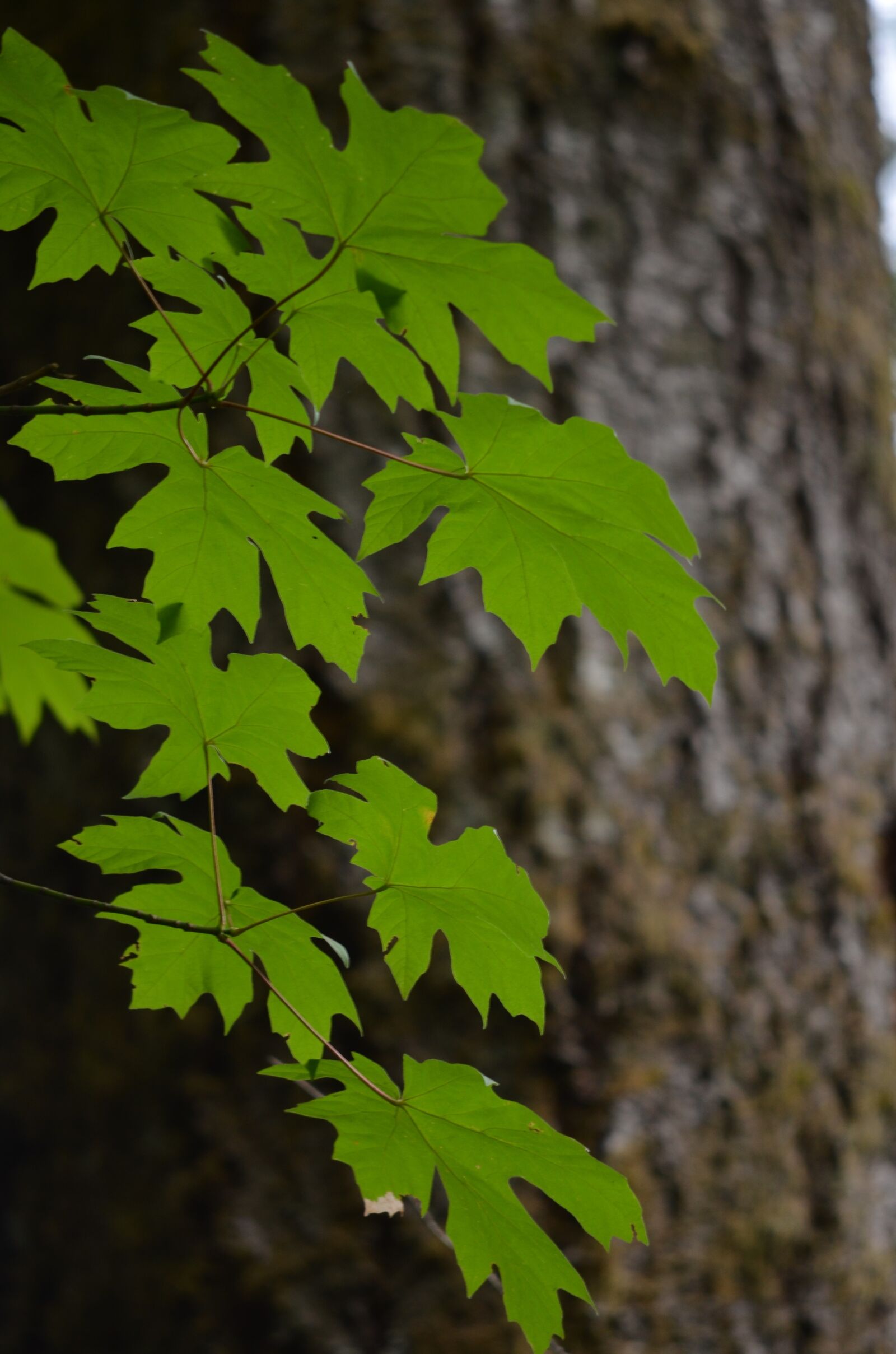 Nikon D5100 sample photo. Maple, leaves, leaf photography