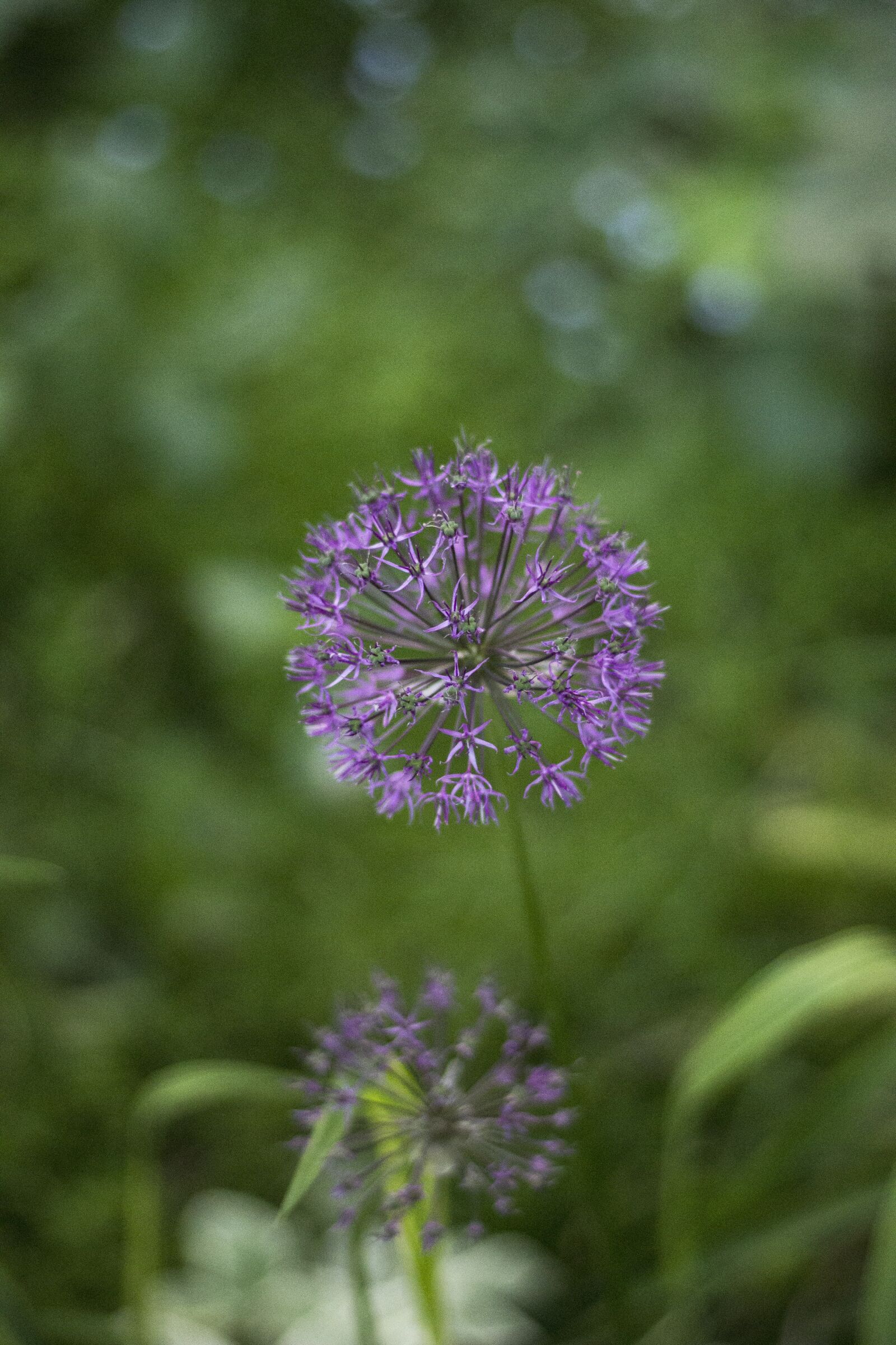Canon EOS 1200D (EOS Rebel T5 / EOS Kiss X70 / EOS Hi) + Canon EF 50mm F1.8 STM sample photo. Flower, summer, flora photography