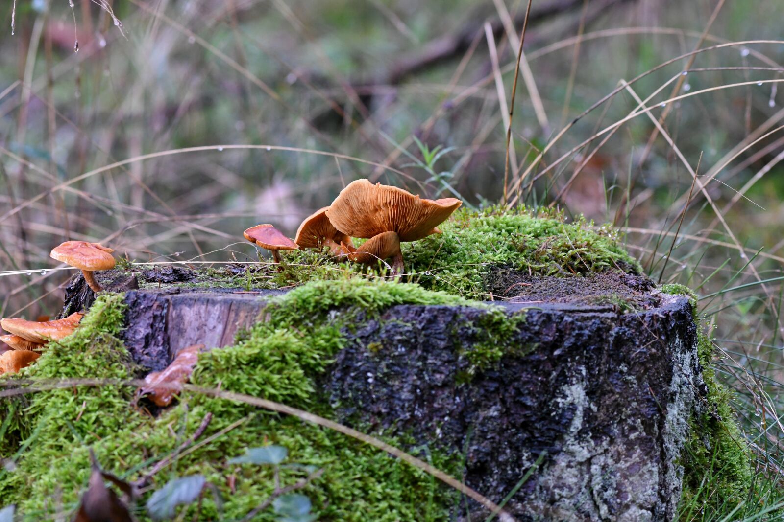 Nikon D500 sample photo. Mushroom, agaric, autumn photography