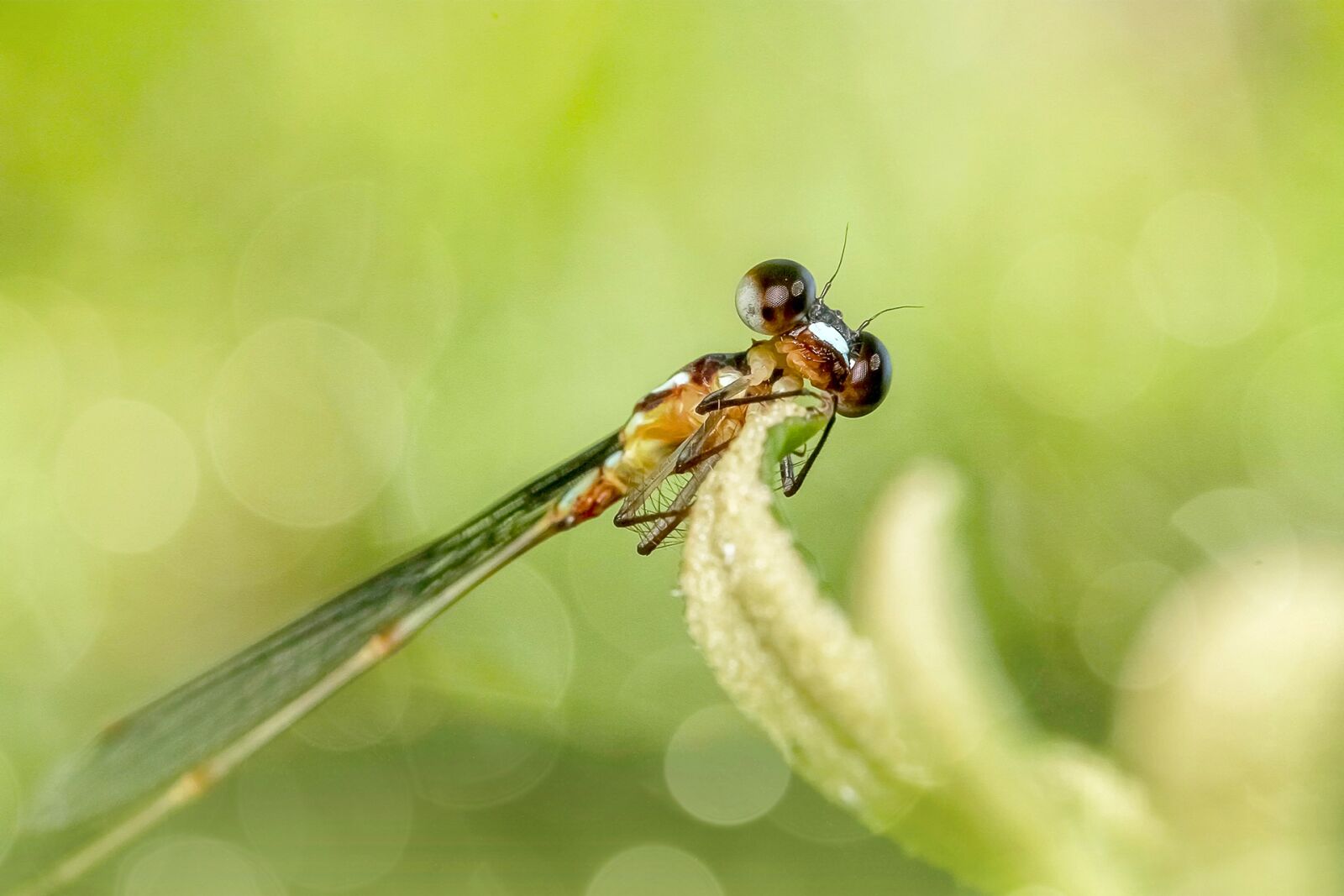 Canon EF 100mm F2.8L Macro IS USM sample photo. Insect, nature, dragonfly photography
