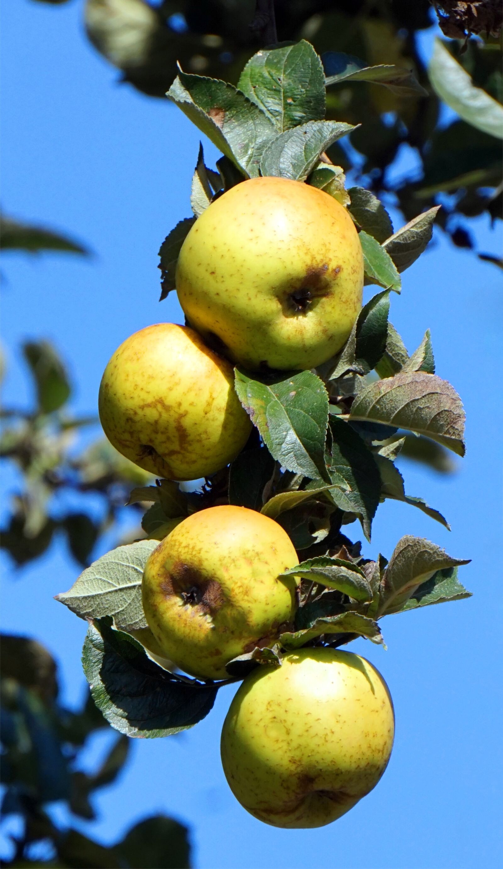 Sony Alpha a5000 (ILCE 5000) + Sony E 55-210mm F4.5-6.3 OSS sample photo. Apple, harvest, autumn photography
