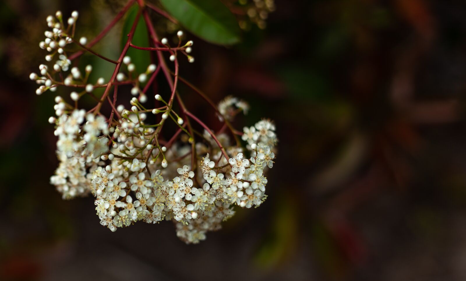 Canon EF 50mm F1.8 II sample photo. Small flowers, nature, garden photography