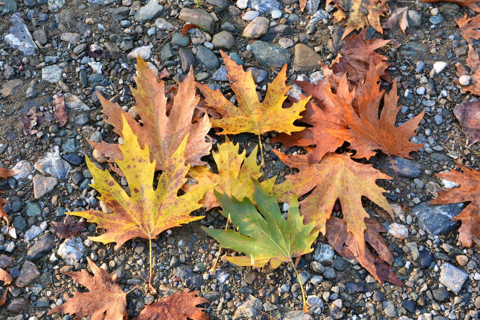 Nikon D7100 sample photo. Autumn, season, nature photography
