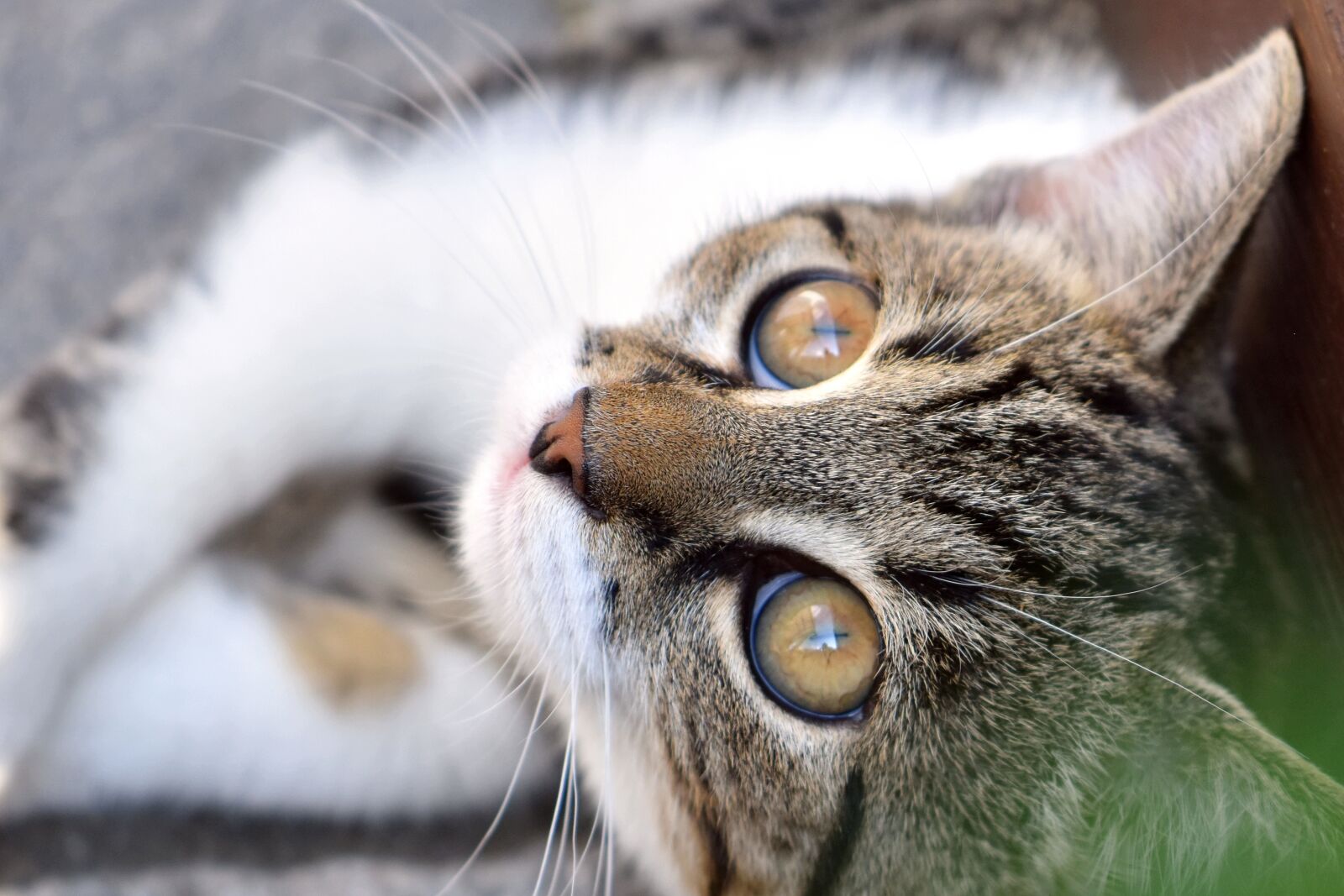 Nikon D5600 sample photo. Cat, mieze, pet photography