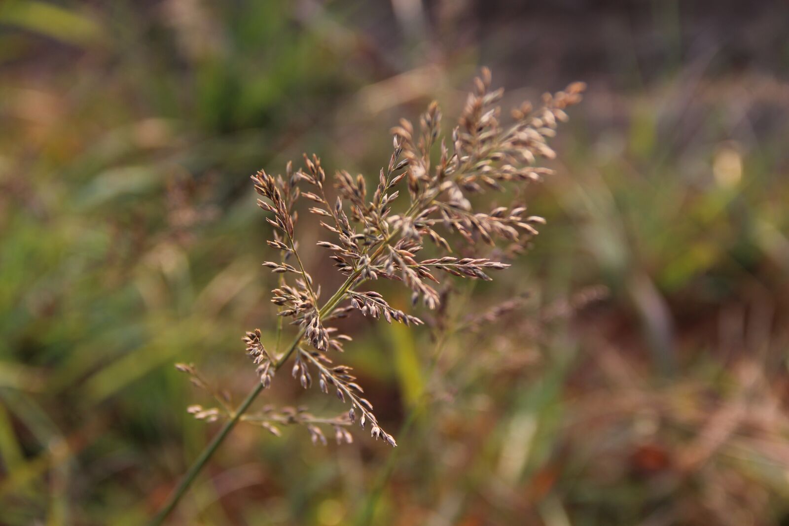 Canon EF-S 18-135mm F3.5-5.6 IS sample photo. Plant, eragrostis japonica, southeast photography