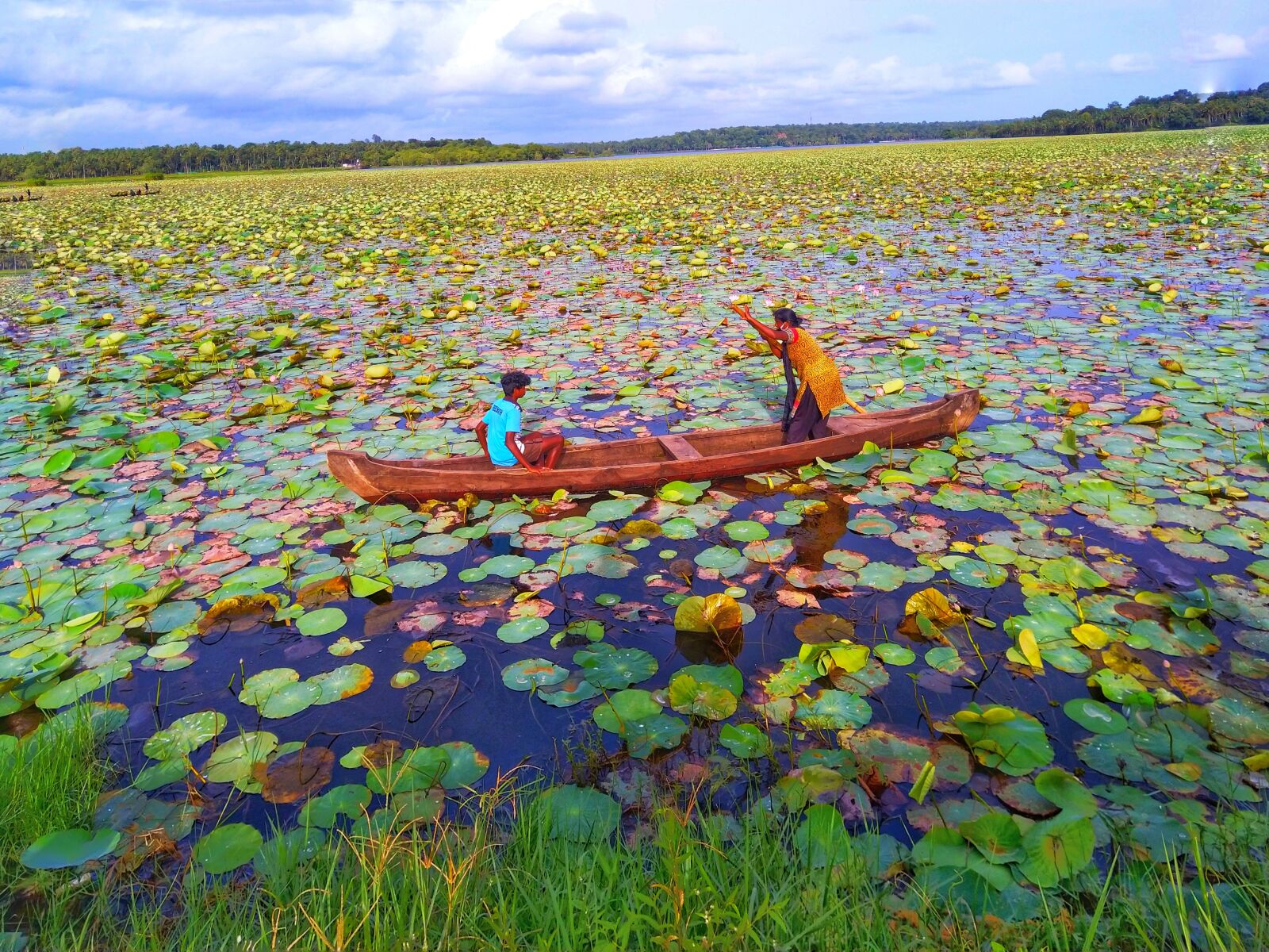 HMD Global Nokia 7 plus sample photo. Vellayani, lotus, flowers photography