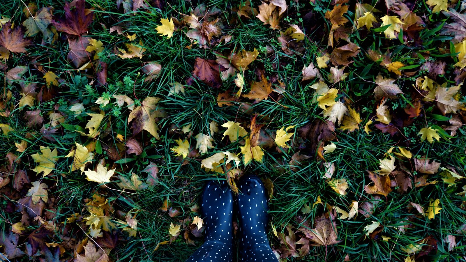 Sony E 18-200mm F3.5-6.3 OSS LE sample photo. Autumn, leaves, rubber boots photography