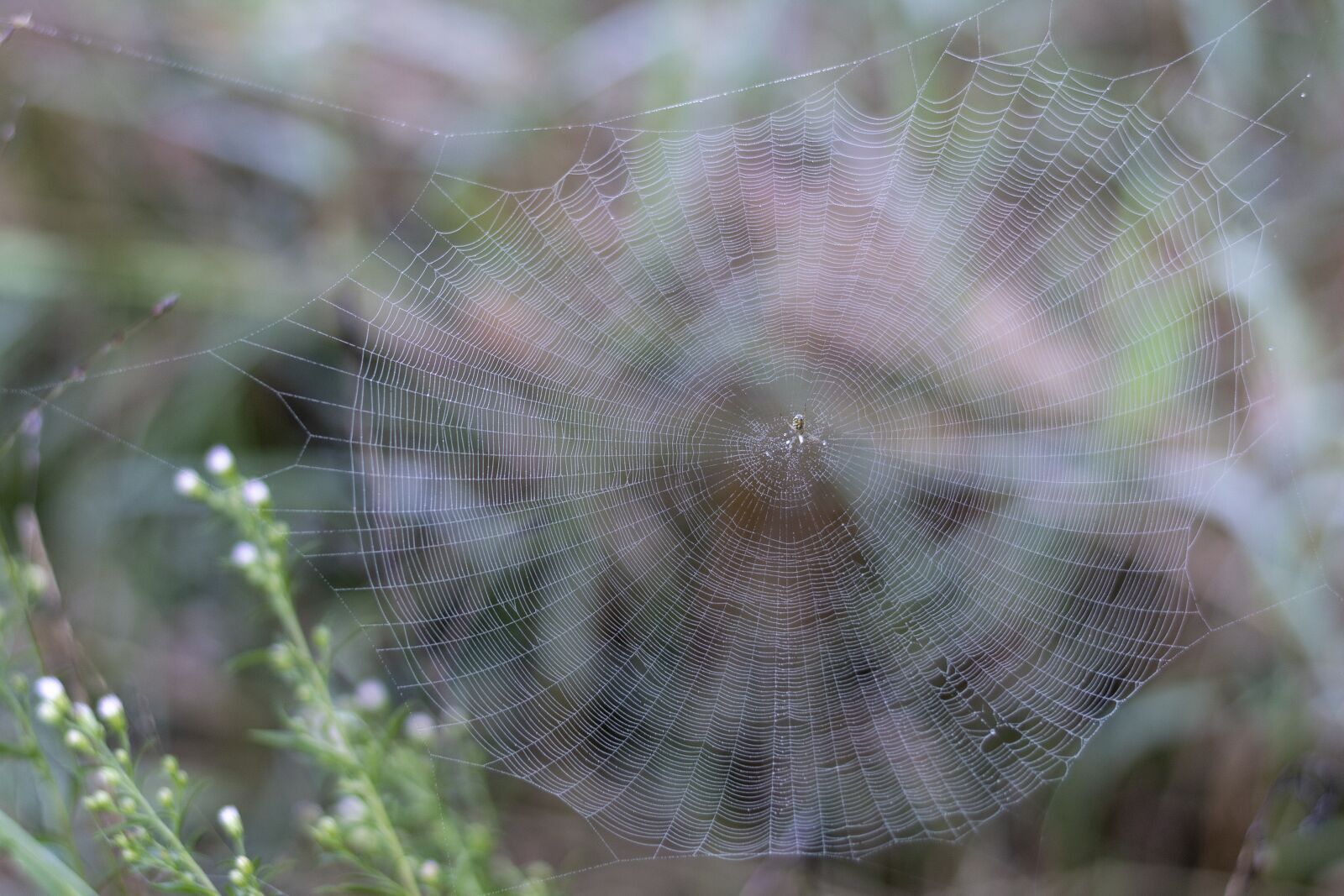 Nikon D3200 sample photo. Spider, web, dew photography