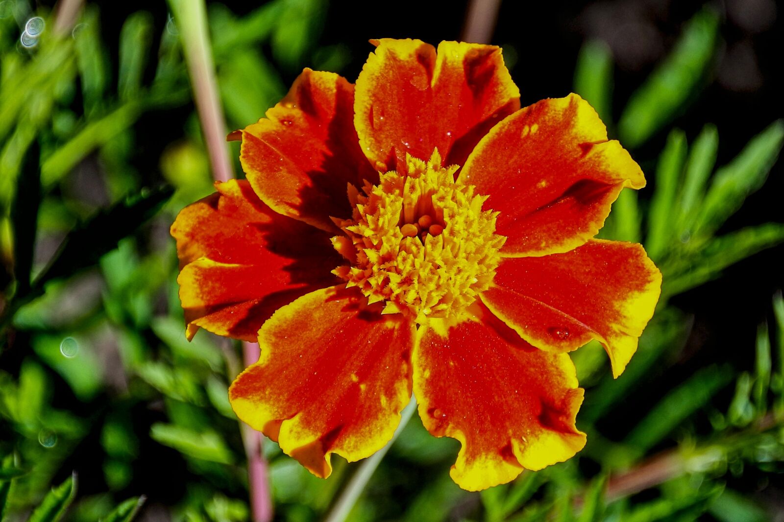 1 NIKKOR VR 10-100mm f/4-5.6 sample photo. Marigold, flower garden, nature photography