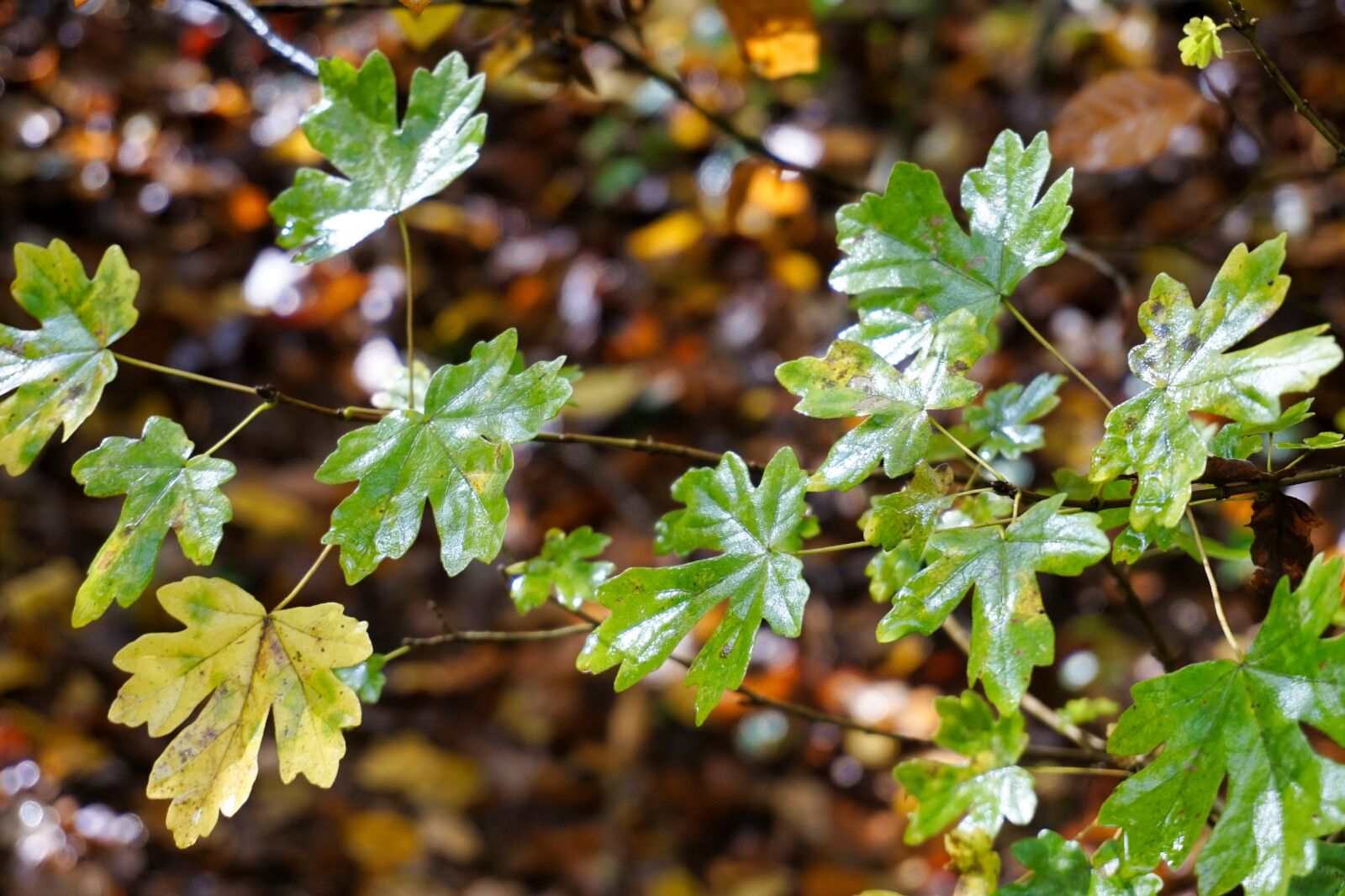 Sony a6500 + Sony E 16-50mm F3.5-5.6 PZ OSS sample photo. Branch, tree, autumn photography