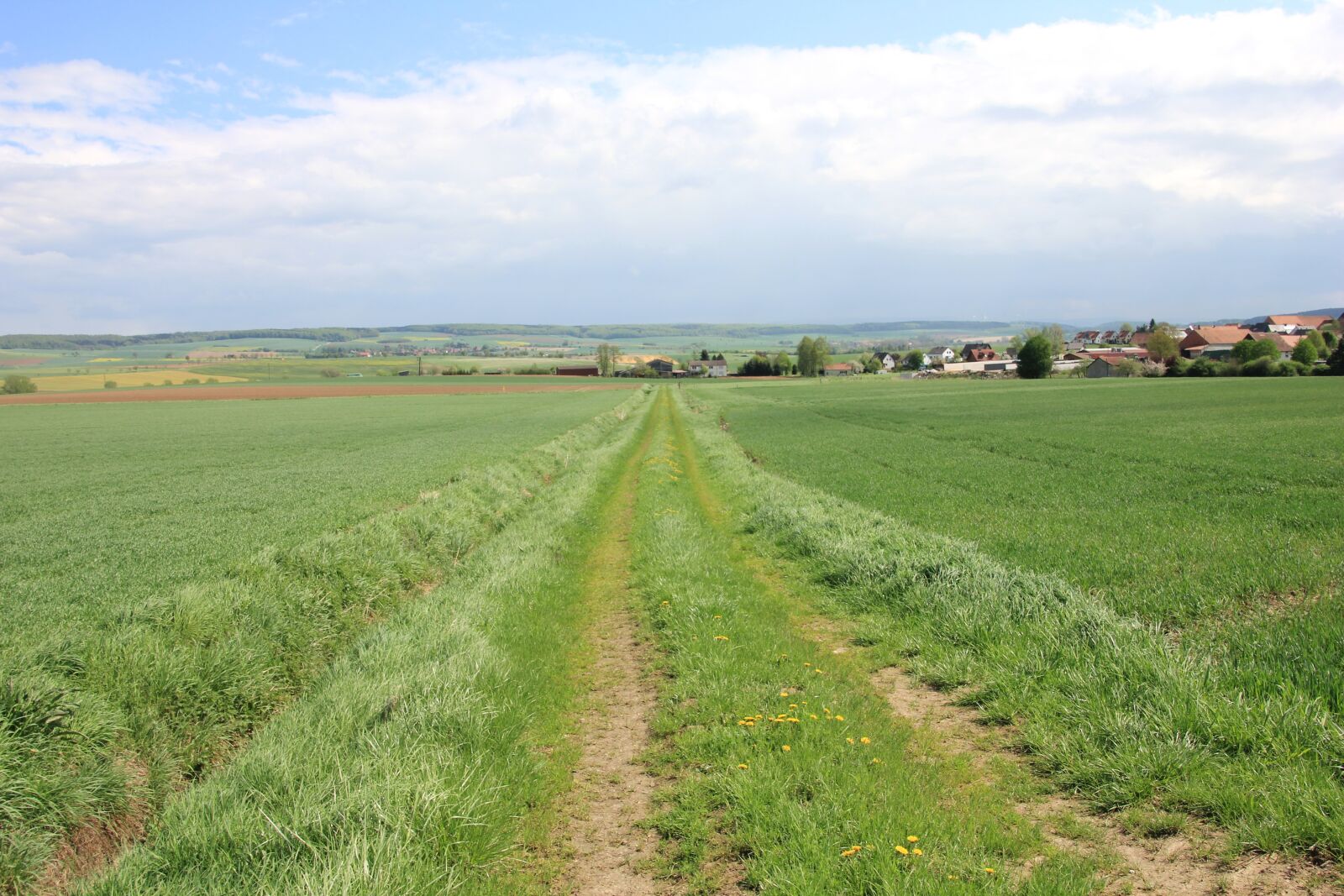 Canon EOS 550D (EOS Rebel T2i / EOS Kiss X4) sample photo. Nature, grass, field photography