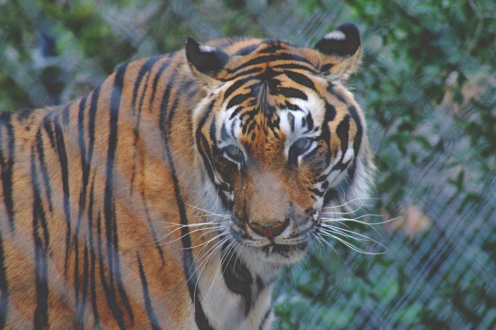 Canon EF 75-300mm f/4-5.6 sample photo. Big, cats, cats, sumatran photography