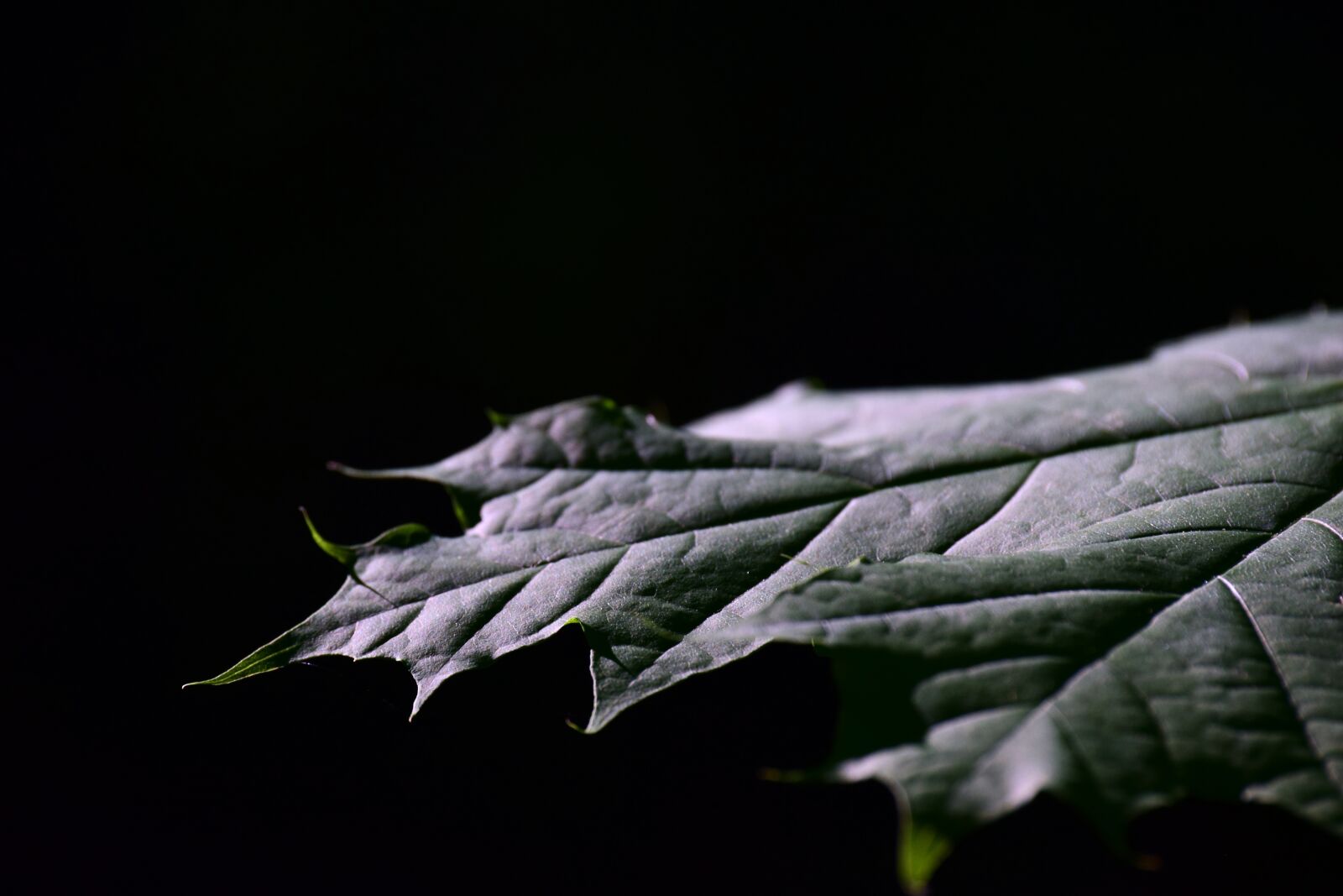 Nikon D3300 sample photo. Leaf, maple leaf, close photography