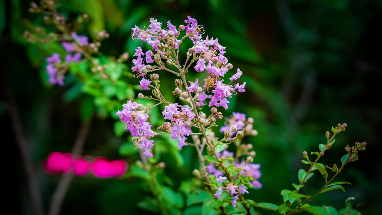 Sony FE 50mm F1.8 sample photo. Flower, violet, purple photography
