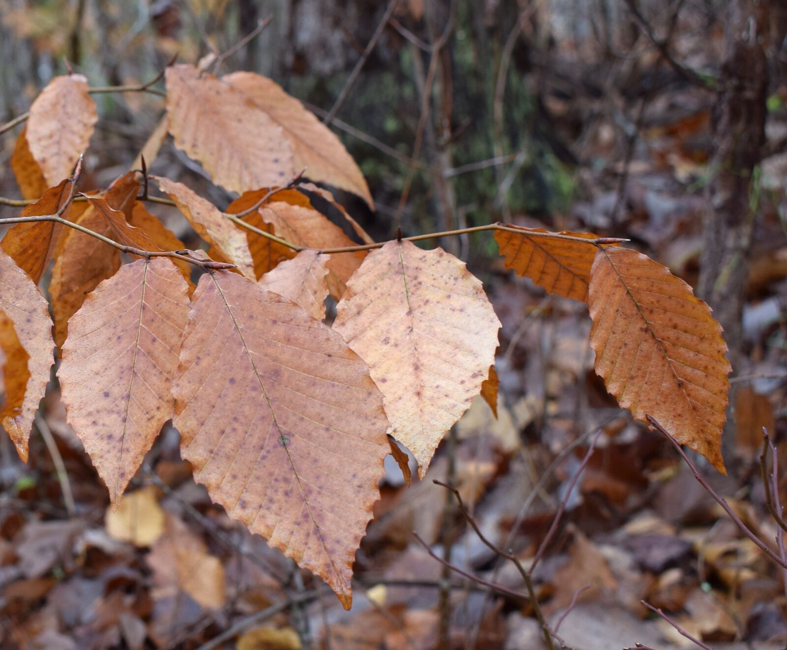 Nikon D3300 sample photo. Wet beech leaves, beech photography