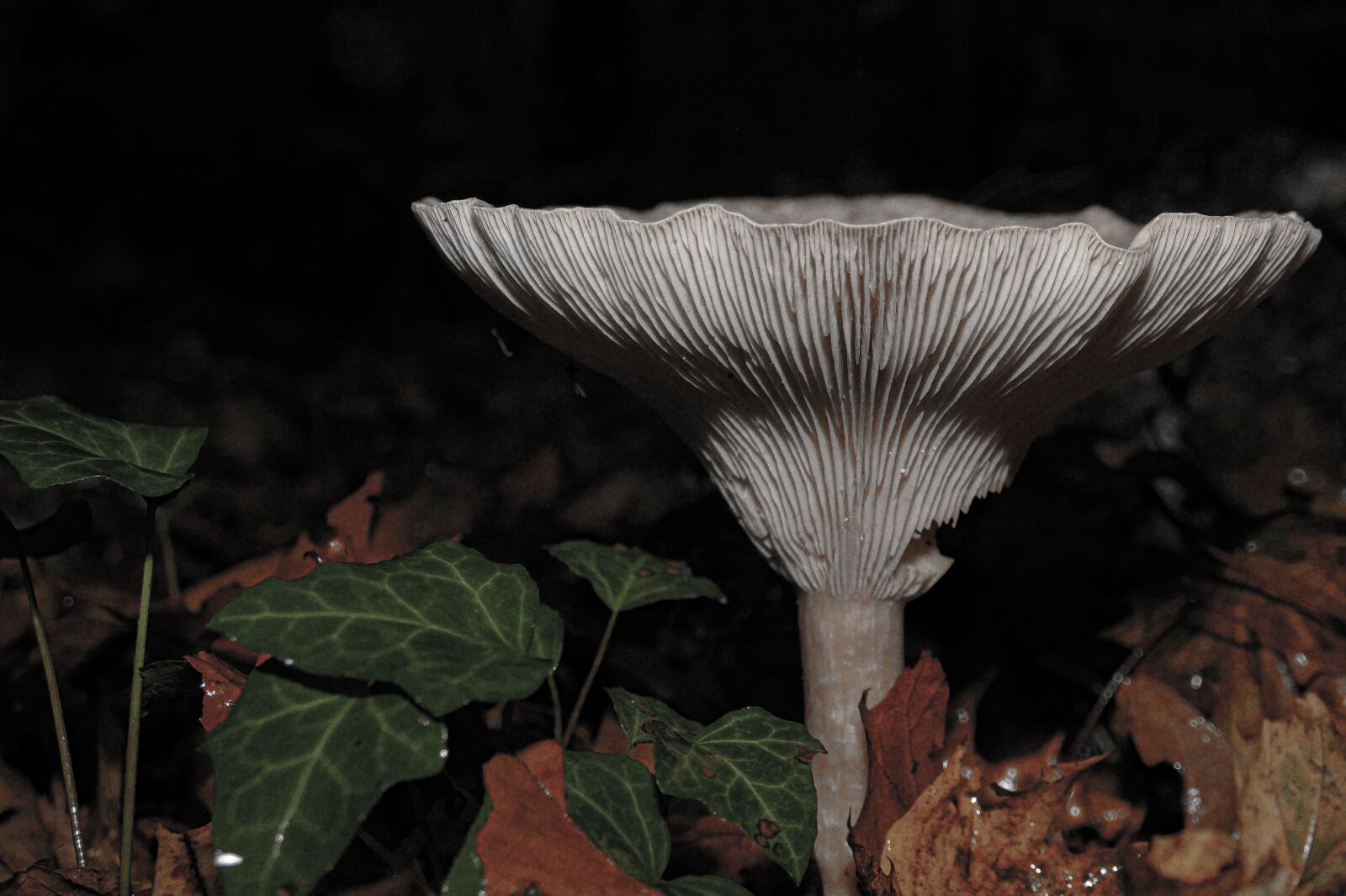 Panasonic Lumix DMC-FZ1000 sample photo. Mushroom, forest, autumn photography
