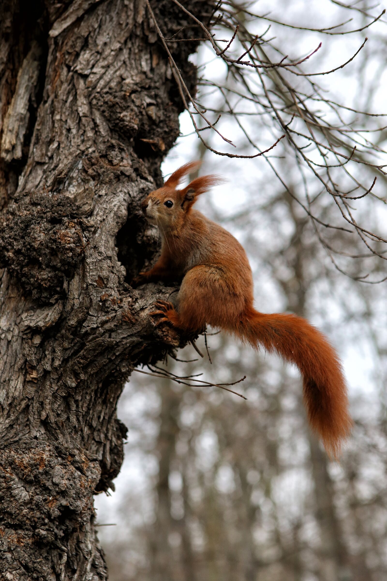 Canon EOS 6D + Canon EF 24-70mm F2.8L USM sample photo. Squirrel, animal, nature photography